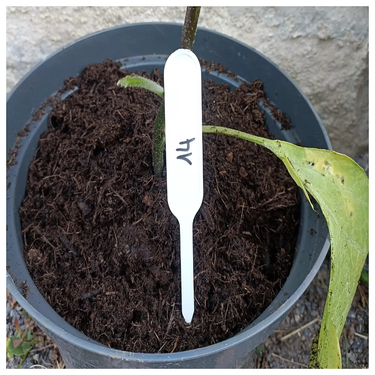waterproof plant markers for seedlings garden stakes with clips reusable nursery tags for vegetable herb identification