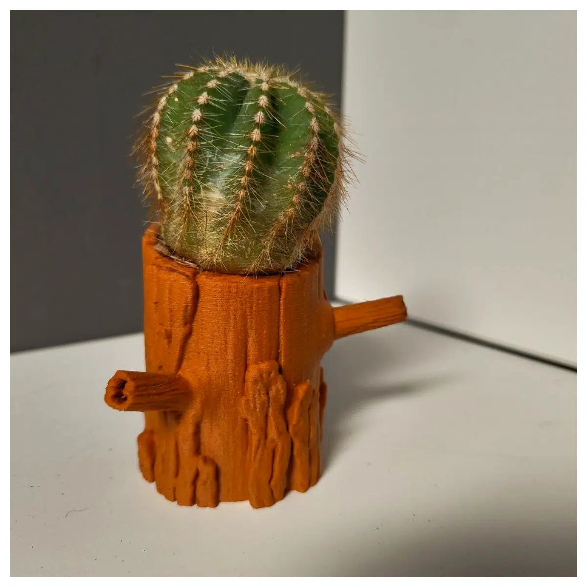 dried cactus plant indoor decor preserved desert succulent arrangement for home office shelf styling