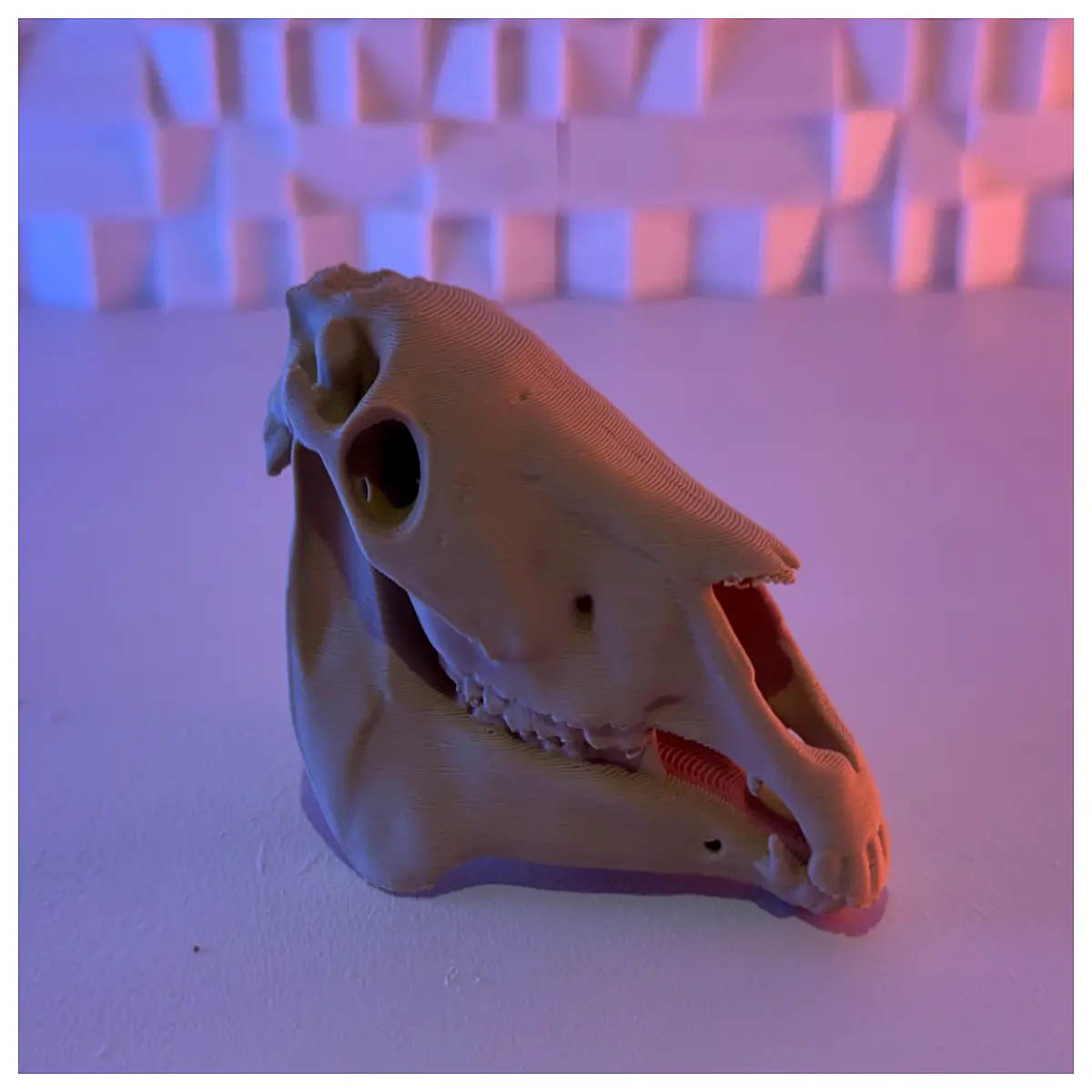Horse Skull 5g Bone Model Anatomy Study Biology Lab Educational Model 5g 10g 25g Science Project Supplies