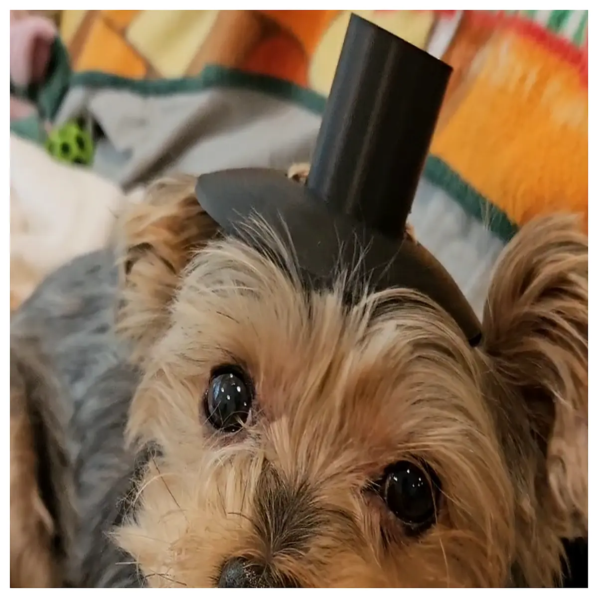 Mini Korean Aristocrat Hat Pet Accessory Dog Outfit Matching Costume Pet Fashion Headwear
