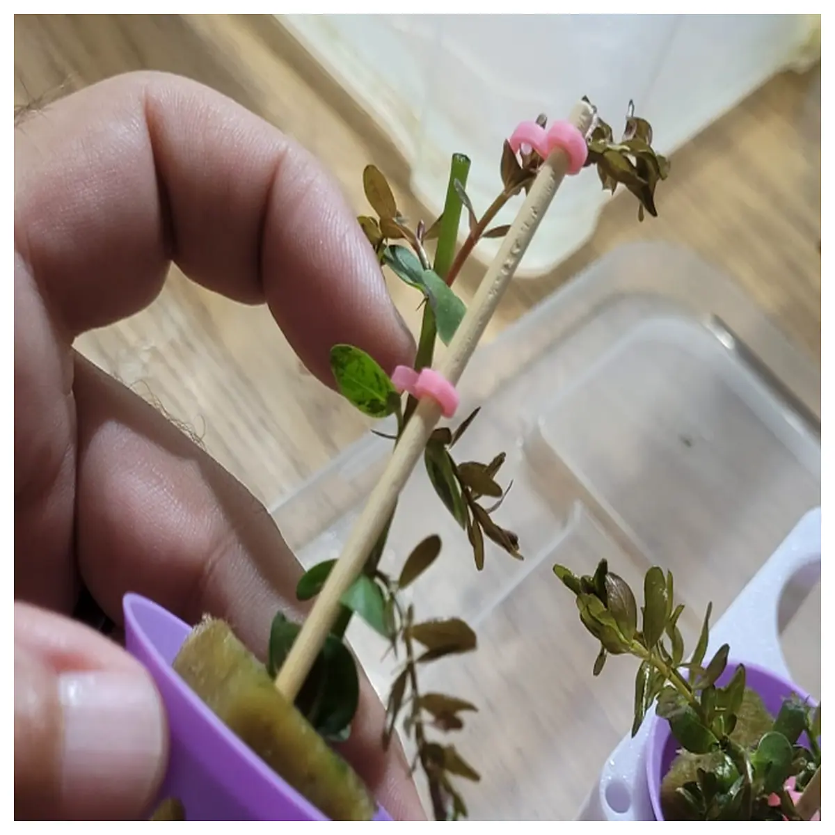 Plant Support Clips for Wooden Skewers Garden Stakes Vegetable Support Root Support Easy Use Indoor Outdoor