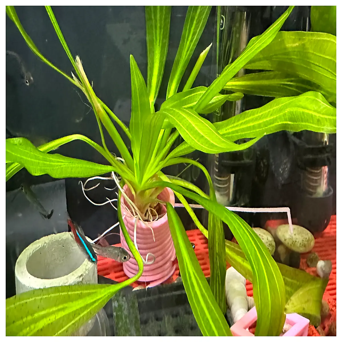 Aquatic Plant Fixing Spring Artificial Waterweed Accessories Pond Landscape Decoration Fish Tank Ornament Waterweed Fixing Spring