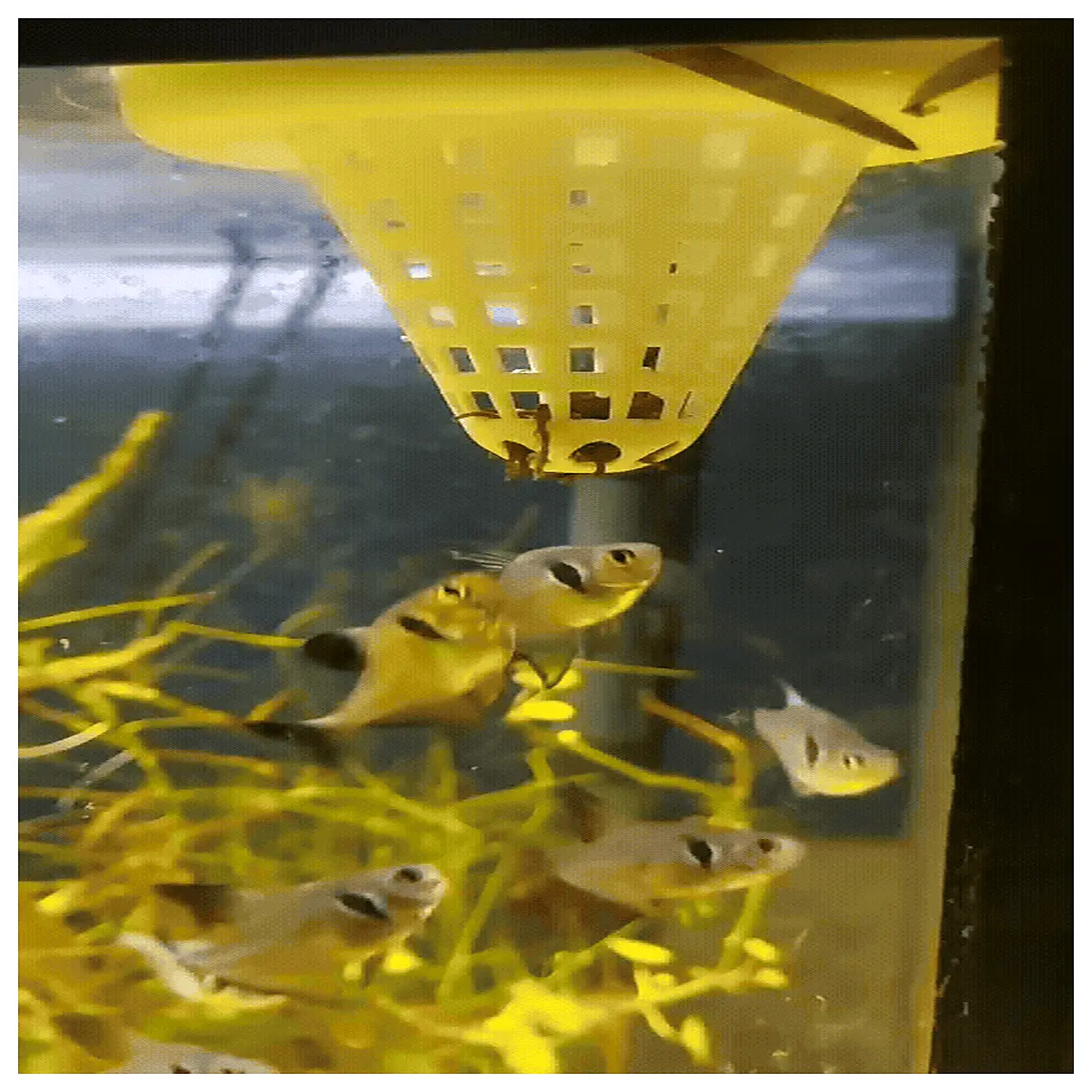 Aquarium Floating Fish Food Dispenser Automatic Feeder Fish Tank Floating Ball Feeder Smart Feeding Device