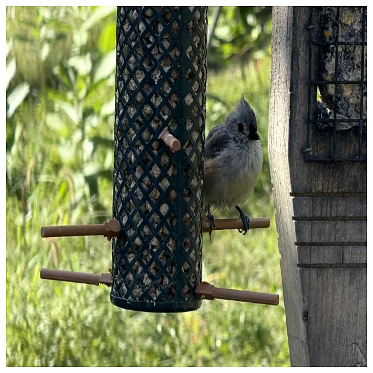 Bird Feeder Support Stand Bird Cage Accessories Hanging Perch Bird Nest Support Bird Food Feeder Holder Bird Supplies