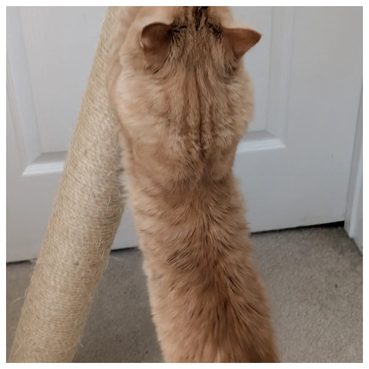 cat tree wall mount bracket angled corner support for climbing tower stability