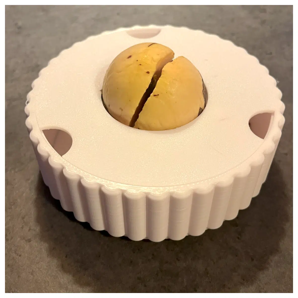 Avocado Seedling Tray Propagation Pot Indoor Growing Easy to Use Starter Soil Included