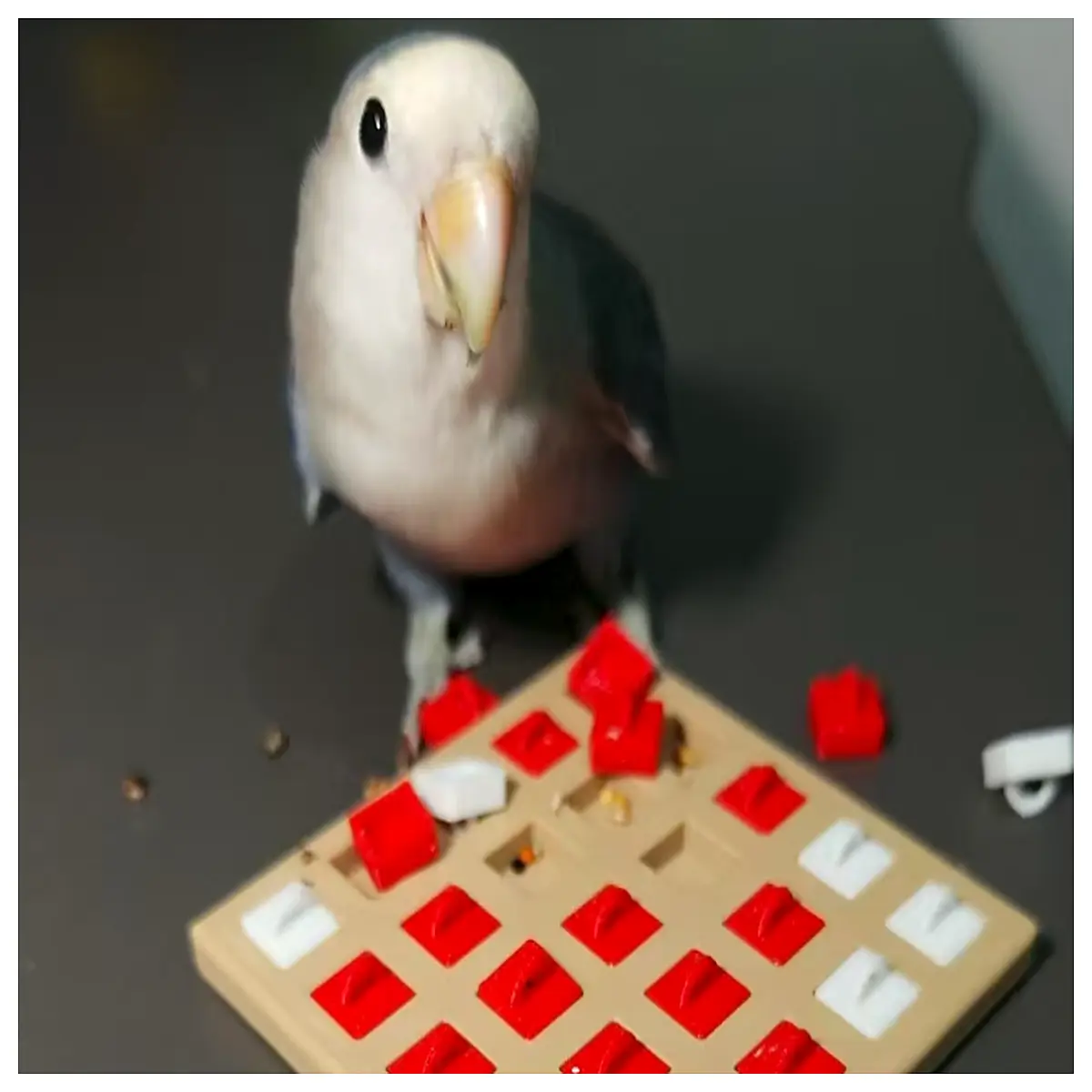 Parrot Foraging Bowl Puzzle Toy Bird Enrichment Cognitive Training Pet Interaction Food Dispensing Accessories