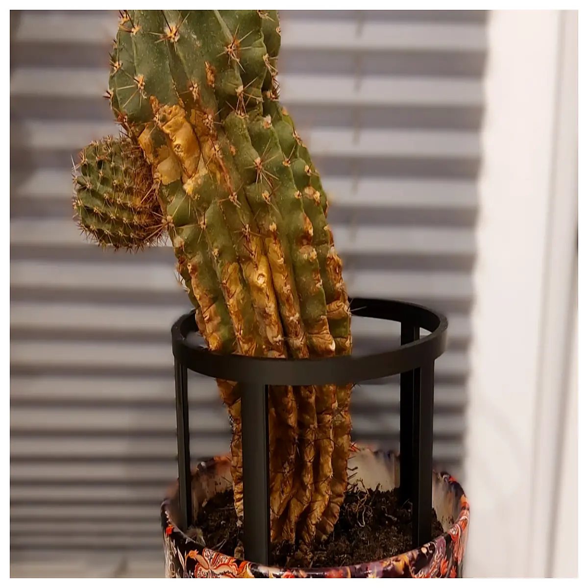 Cactus Holder Stand Plant Support for Pots Climbing Vine Support Indoor Flower Stand Garden Support Plant Growth