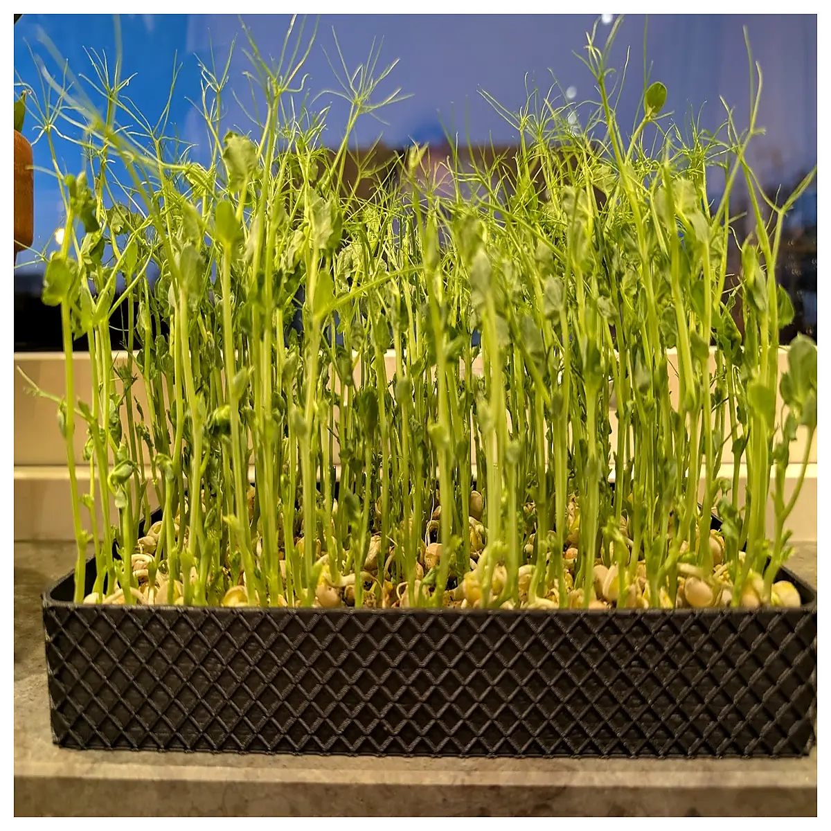 Seed Starting Tray Plant Pot Tools Vegetable Seedling Starter Seed Propagation Box Planter Accessories Gardening Essentials
