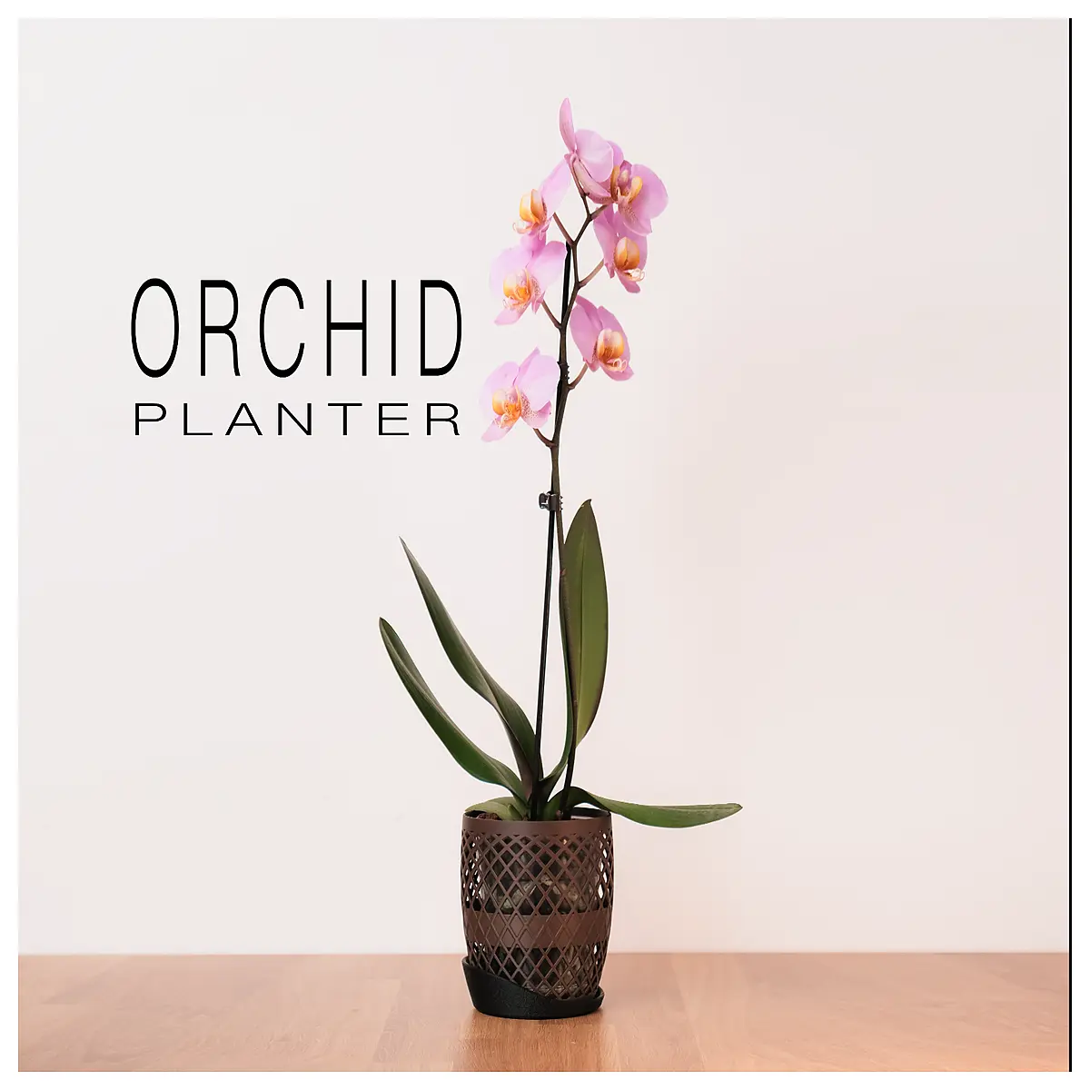 real orchid plant for home decor indoor potted flower easy care blooming phalaenopsis orchids