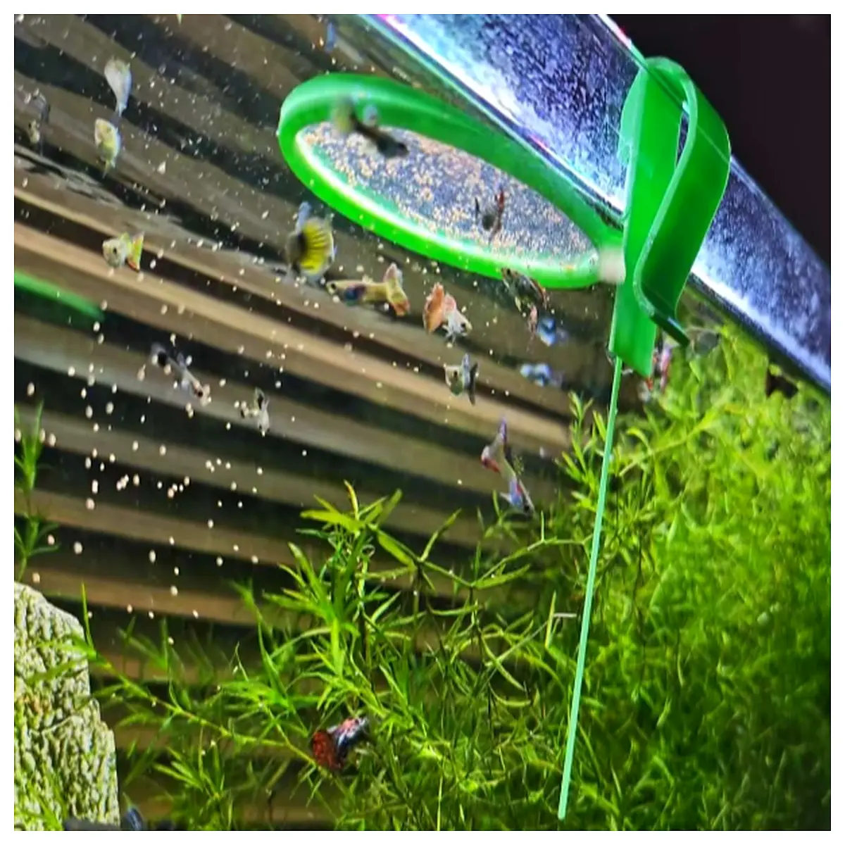 Round Aquarium Feeder Automatic Dosing 30ml Fish Food Container Bottom Feeding Fish Feeder Accessory
