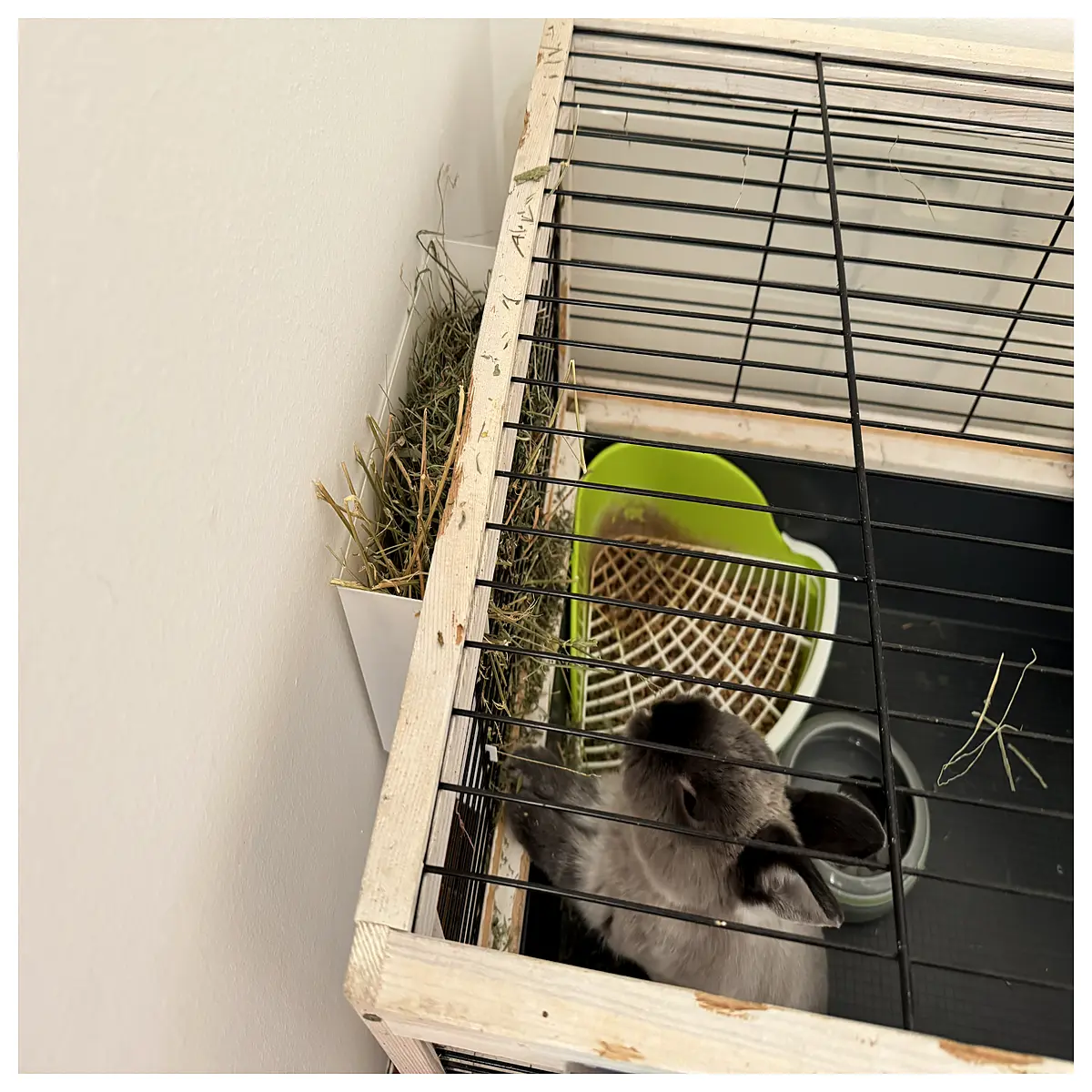 rabbit hay feeder rack holder automatic dispenser for small pets guinea pigs chinchillas cage accessories