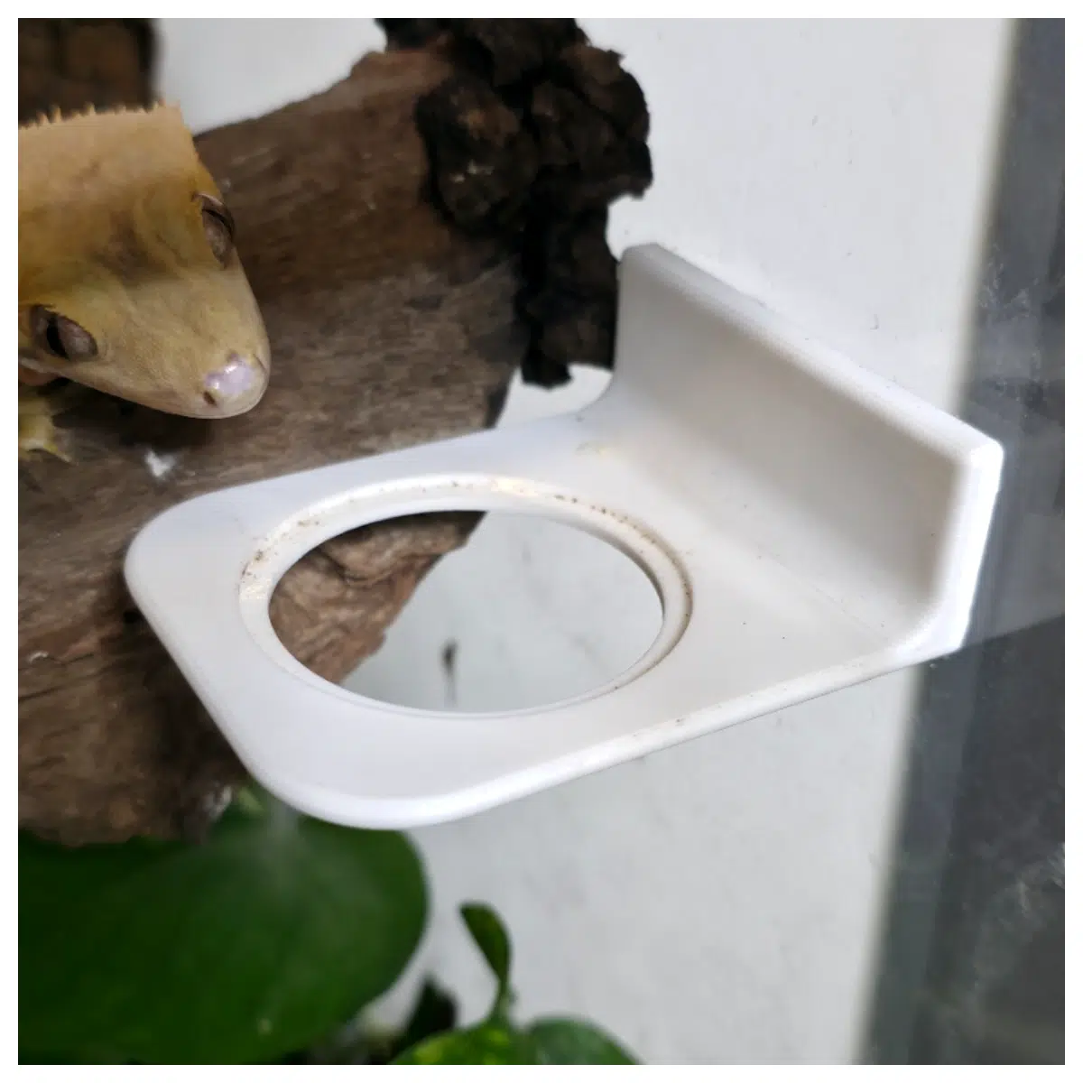 magnetic gecko food bowl holder for bearded dragon reptile terrarium accessories
