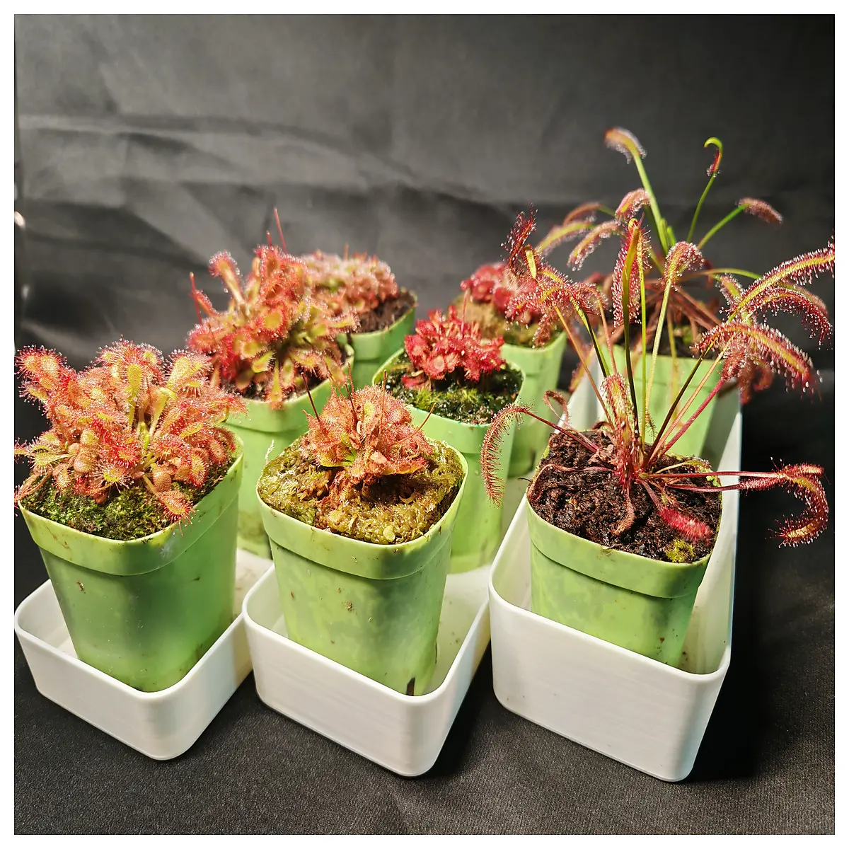 plastic saucer for carnivorous plants water reservoir tray sticky trap base potted sundew pitcher pot drip catch pan