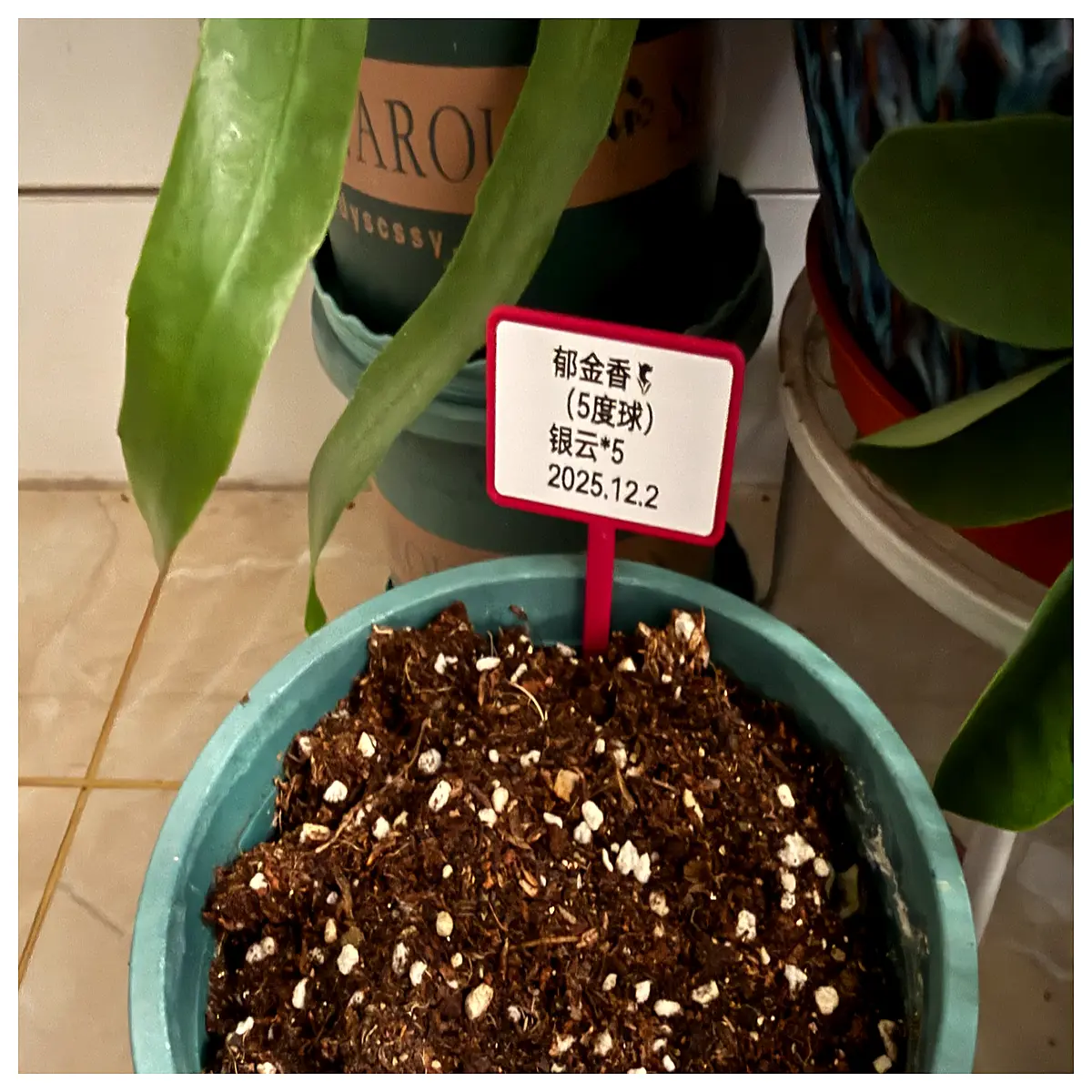 Pot Plant Labels Garden Plant Tags Tree Markers Gardening Accessories Label Sets Plant Identification