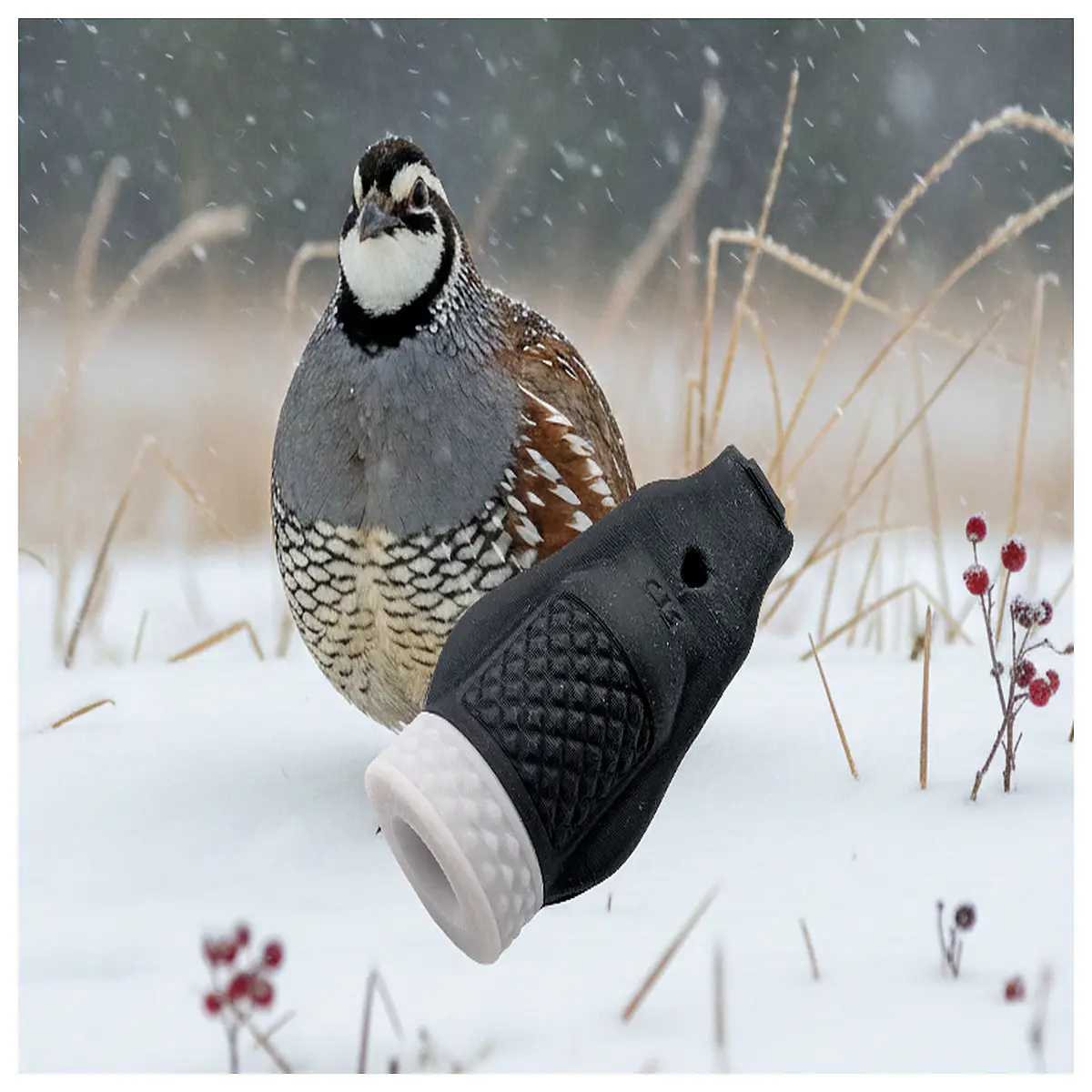 Northern Bobwhite Call Identification Bobwhite Call Recording Bird Sounds Wild Bird Recognition Bird Identifier