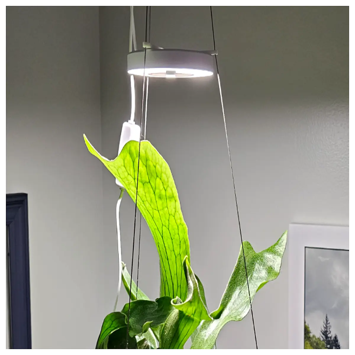 EcoPots Grow Stand Ring Hanging Planter Fixture Plant Lighting Planter Support Grow Accessories