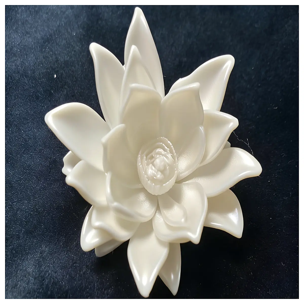 epiphyllum oxypetalum live plant night blooming cereus indoor succulent cactus rare exotic flower houseplant