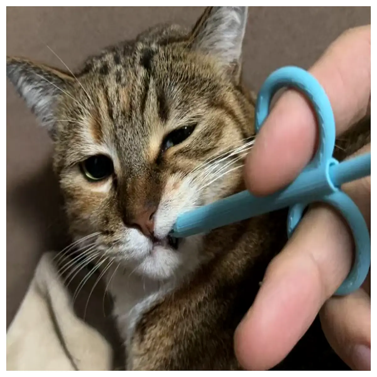 cat pill pocket treats hidden medication dispenser easy give pills for cats