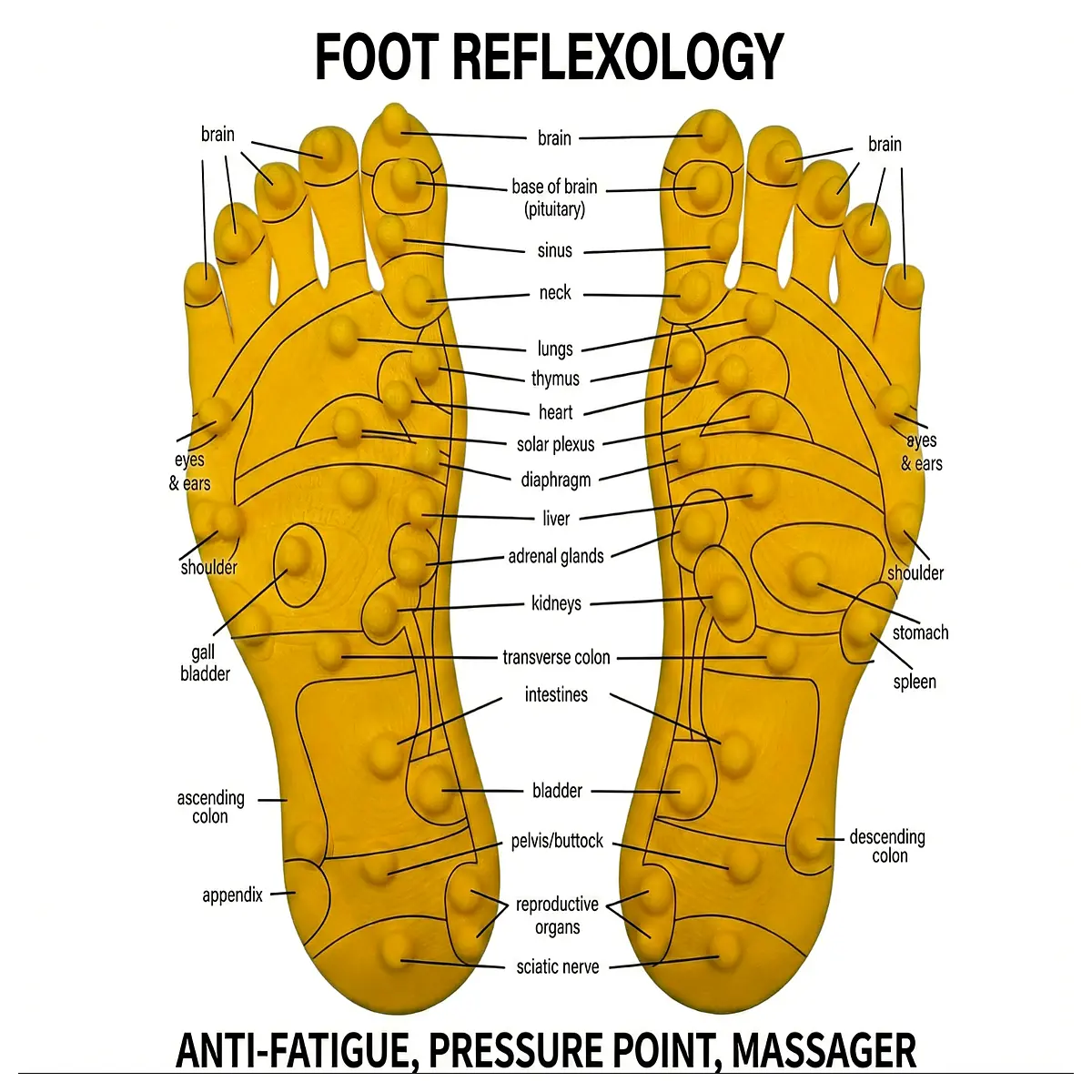 anatomy foot reflexology for massage therapy training acupressure points educational tool