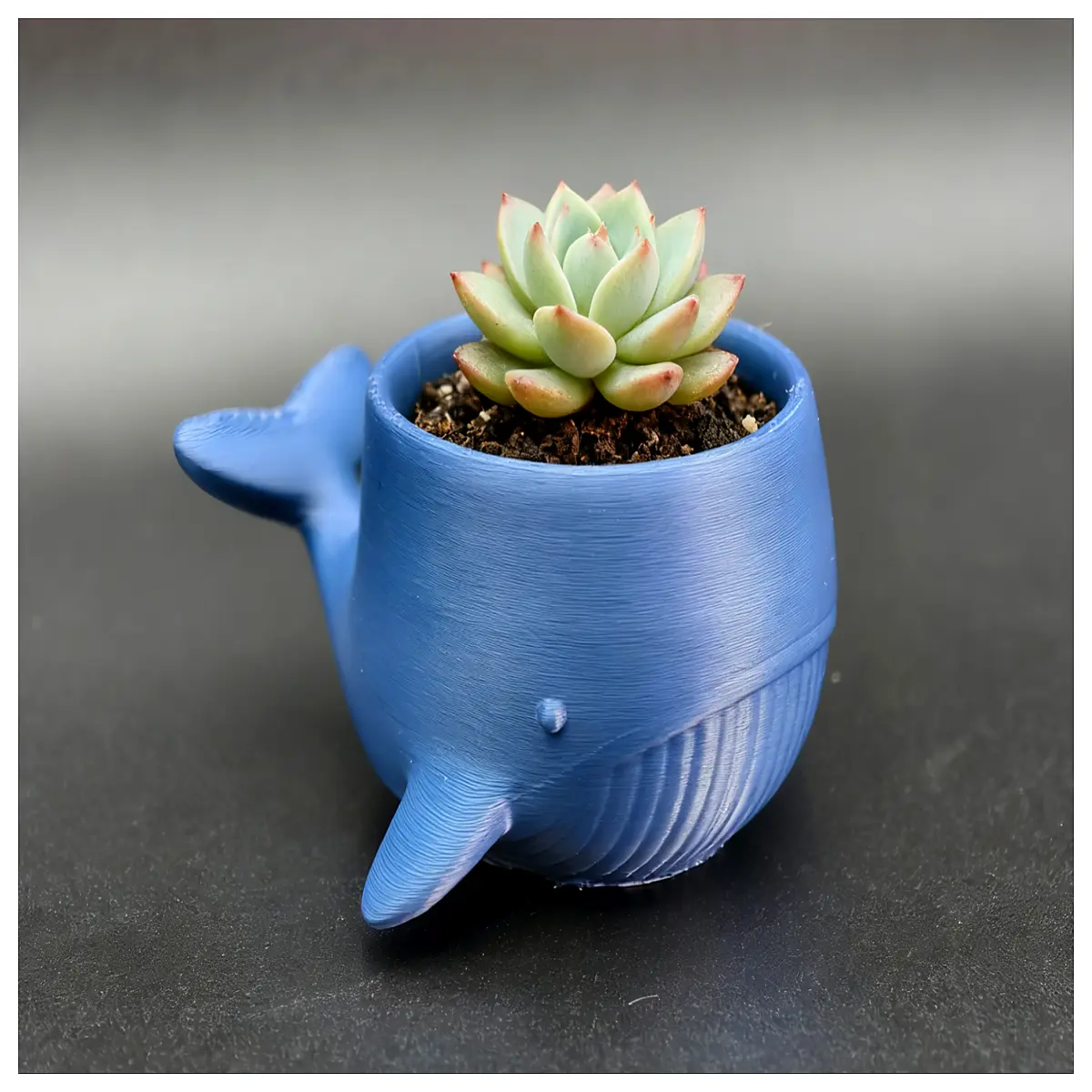 Whale Shaped Succulent Planters Creative Desktop Decoration Mini Cactus Pots Indoor Garden Plant Display