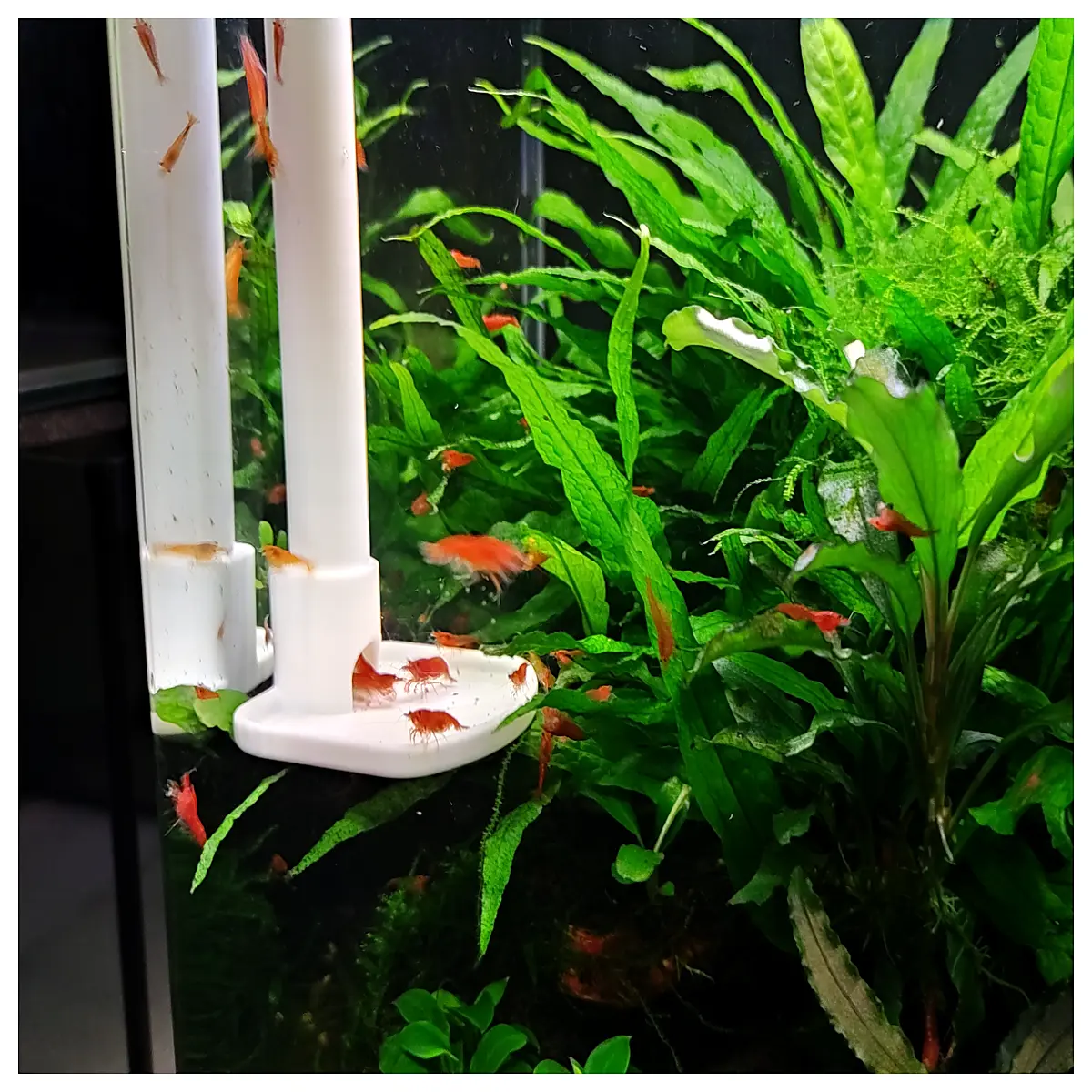 Shrimp Tank Water Pump Automatic Feeder Fish Tank Feeding System Shrimp Pond Water Circulation Equipment
