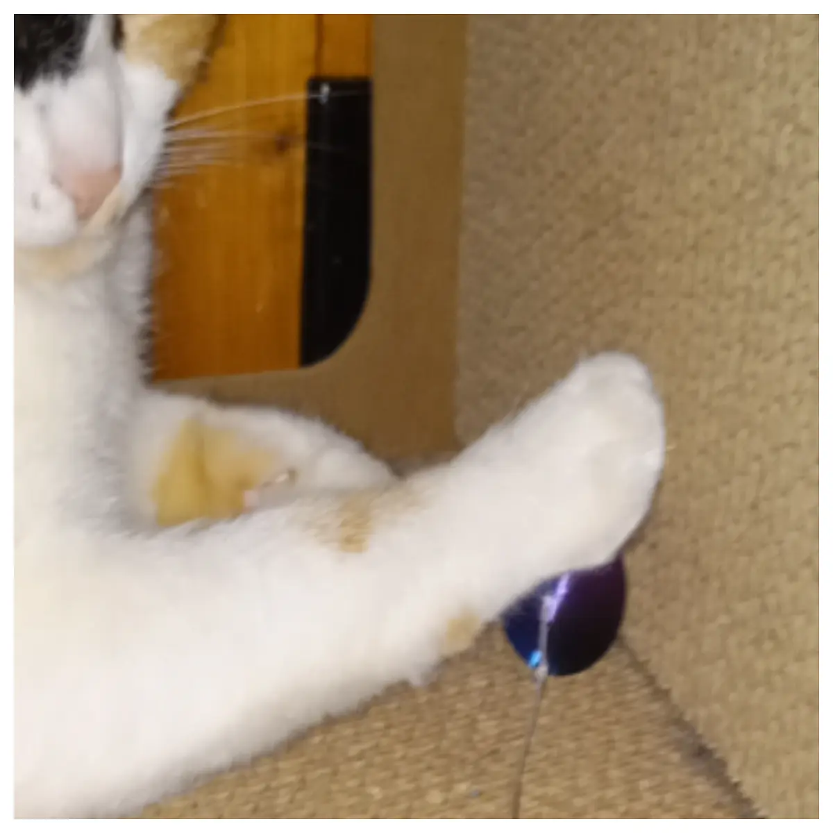 Cat Hollow Ball with Rope Interactive Toy Enrichment Playful Fun Cat Training Sphere