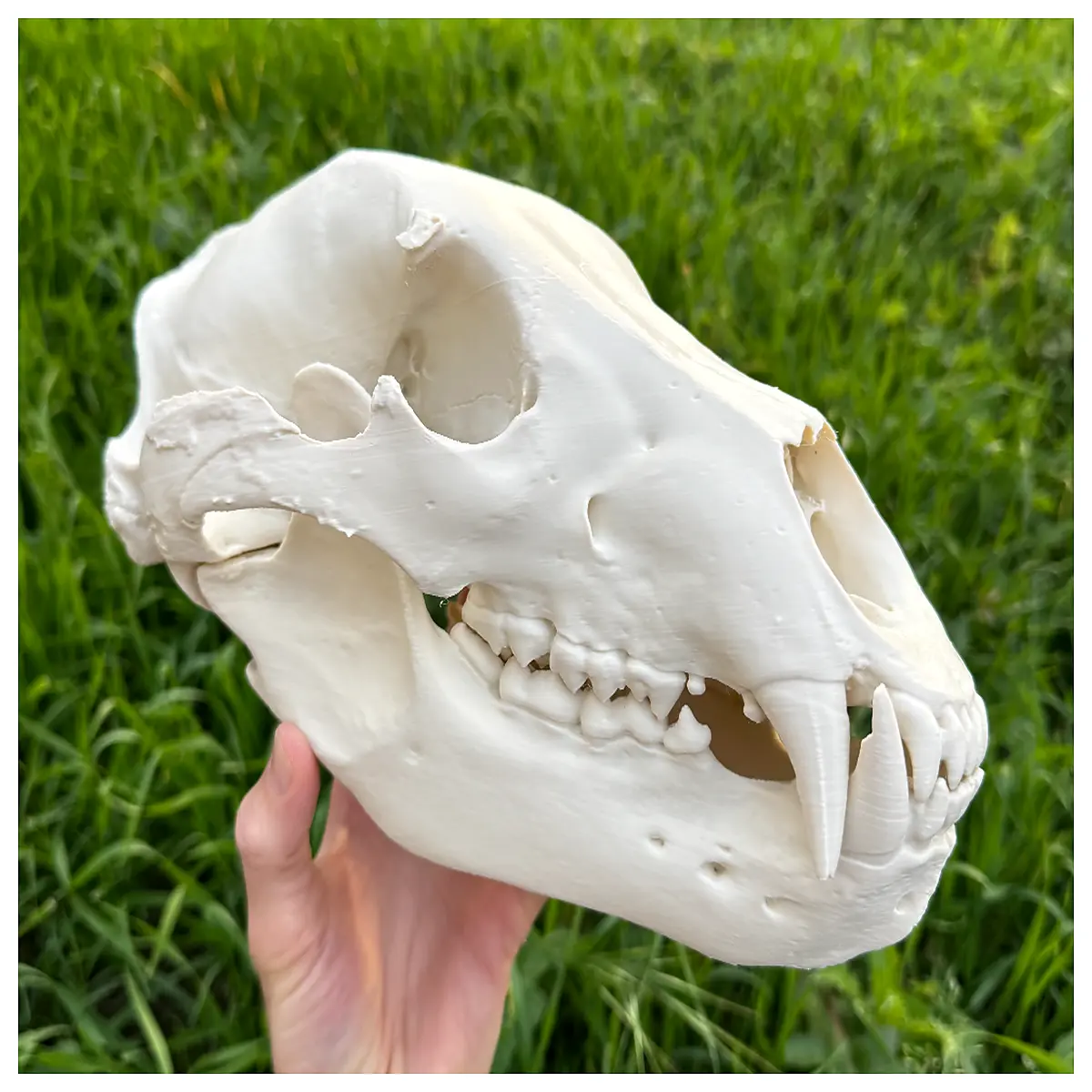 Grizzly Skull Decor Dinosaur Bone Display Model Museum Piece Pet Decoration Skeleton Toy Bone Collection