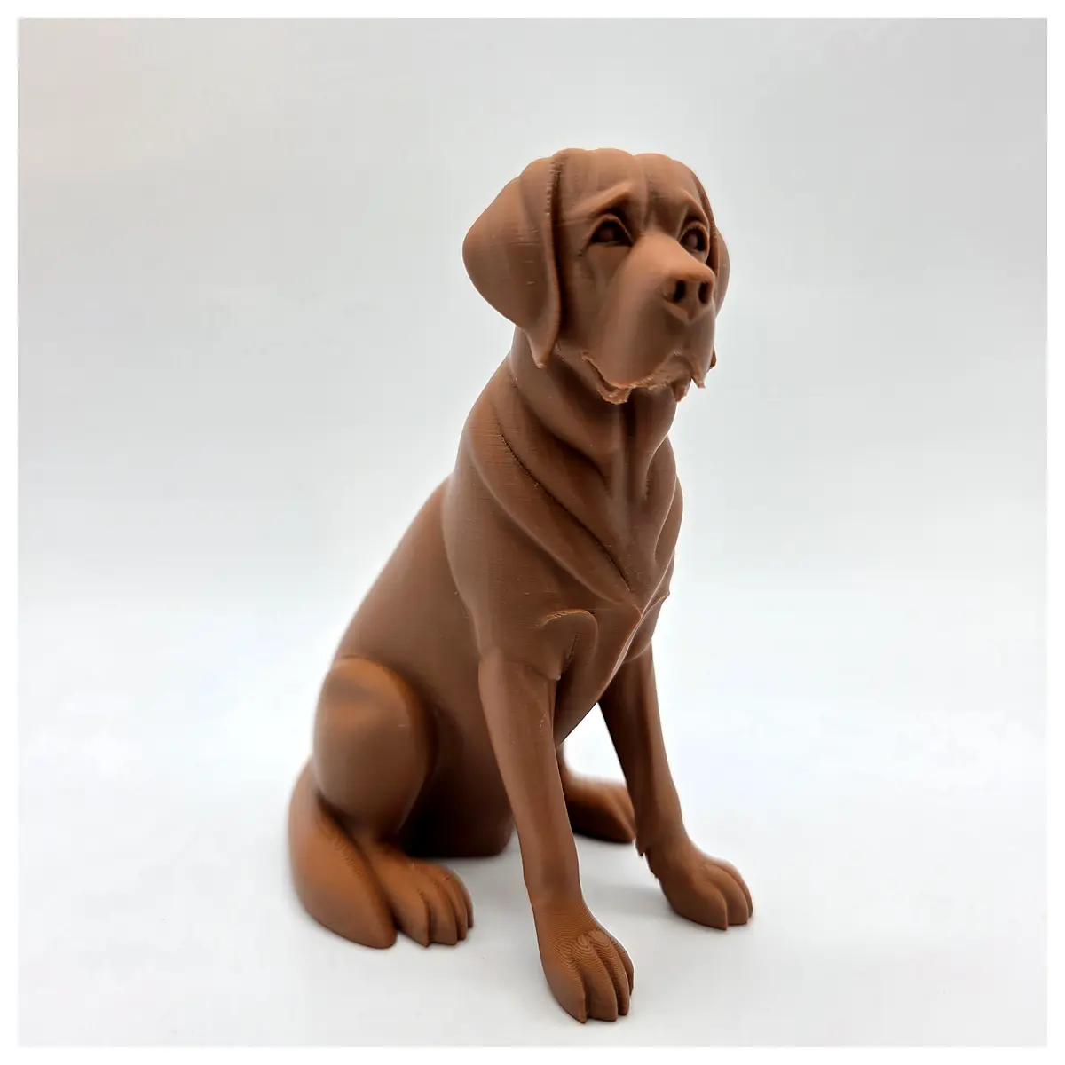Labrador Retriever Sitting Photos Dog Poses Pet Photography Sitting Dogs Labrador Sitting Pet Pictures