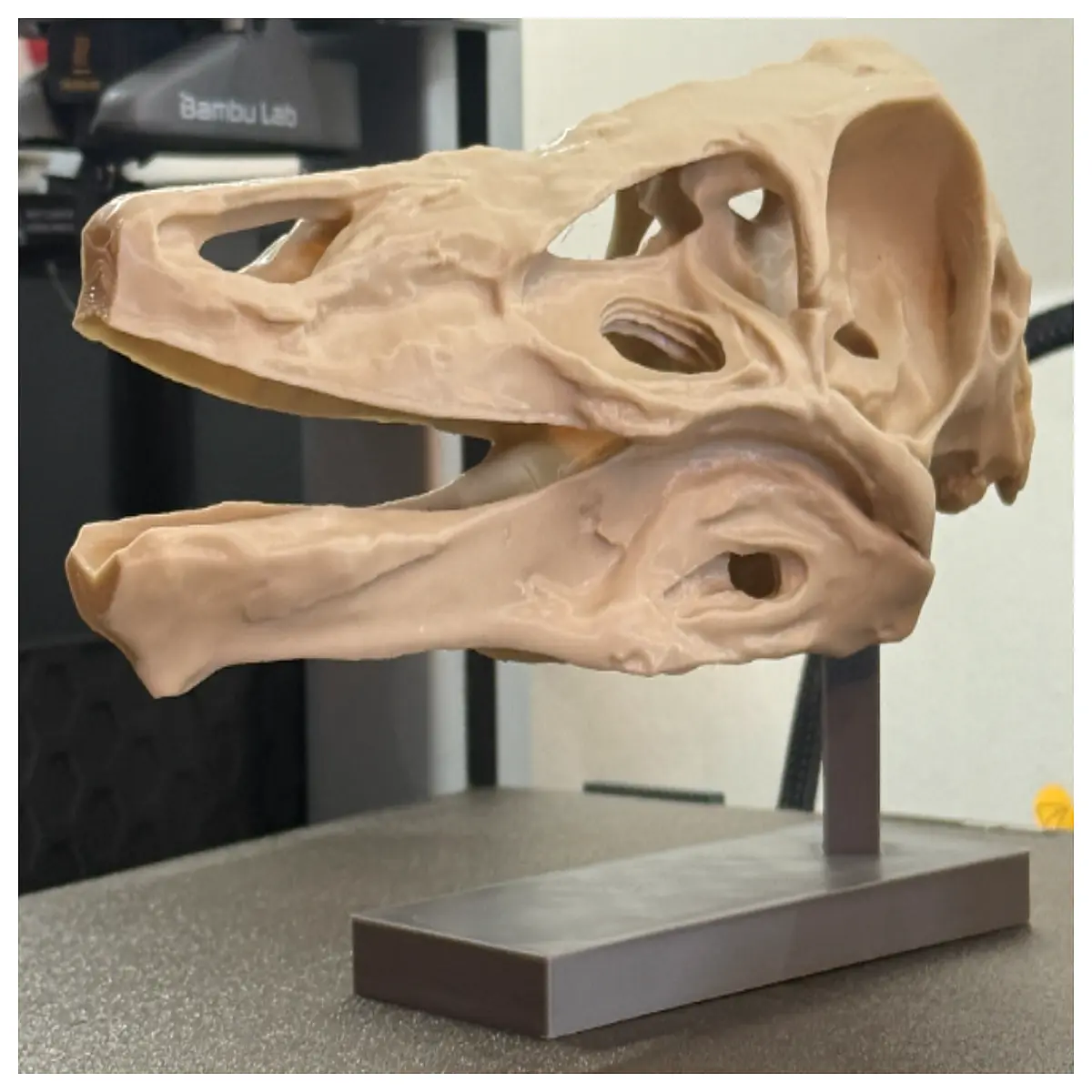 Bird Skull Dinosaur Model Museum Decor Science Education Toy Authentic