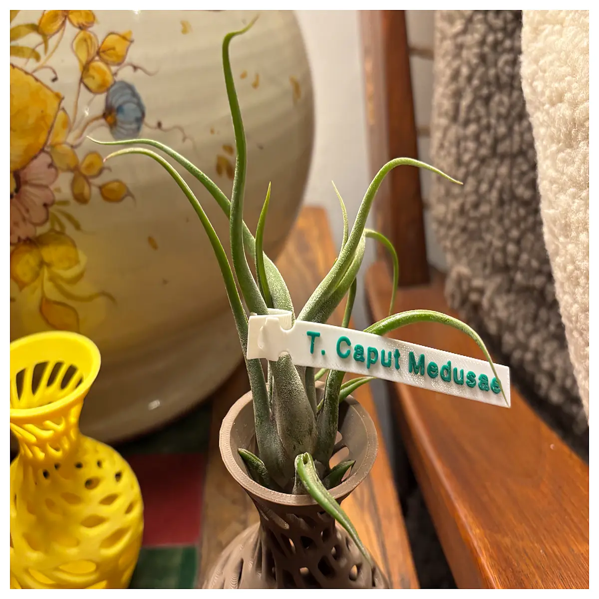 Air Plant Hanger Clips Cactus Holder Terrarium Display Desktop Succulent Stand Lazy Plant Clips Indoor Plant Accessories
