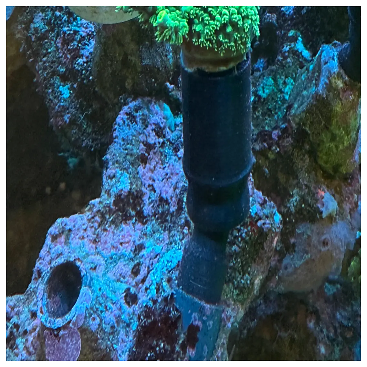 Adjustable Coral Keeper Stand Aquarium Coral Stand Coral Tank Support Coral Propagation Stand Aquarium Accessories