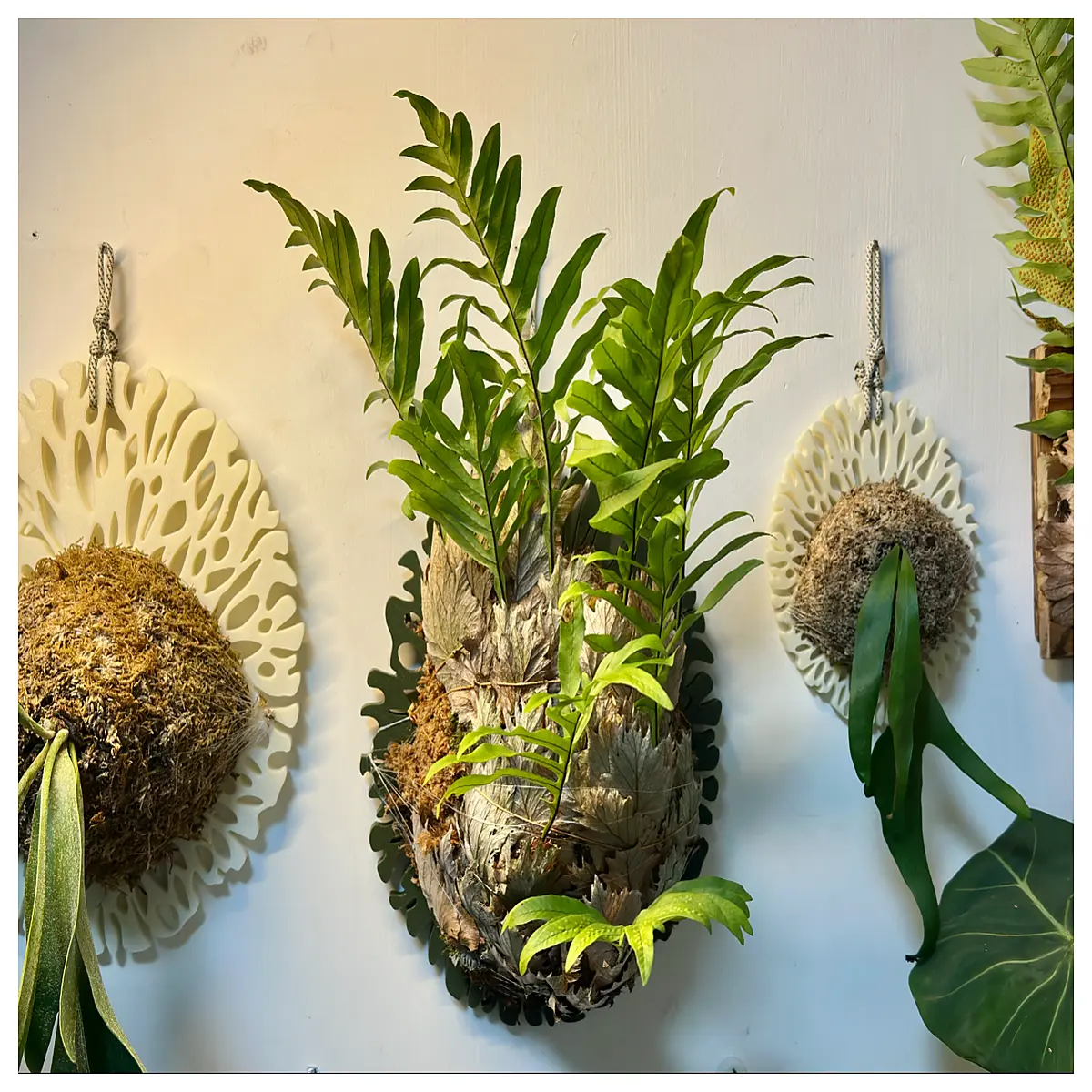 Ceratopteris thalictroides Sheet Fern Plant Decor Indoor Greenery Office Desk Ornament Care Tips Plant Accessories