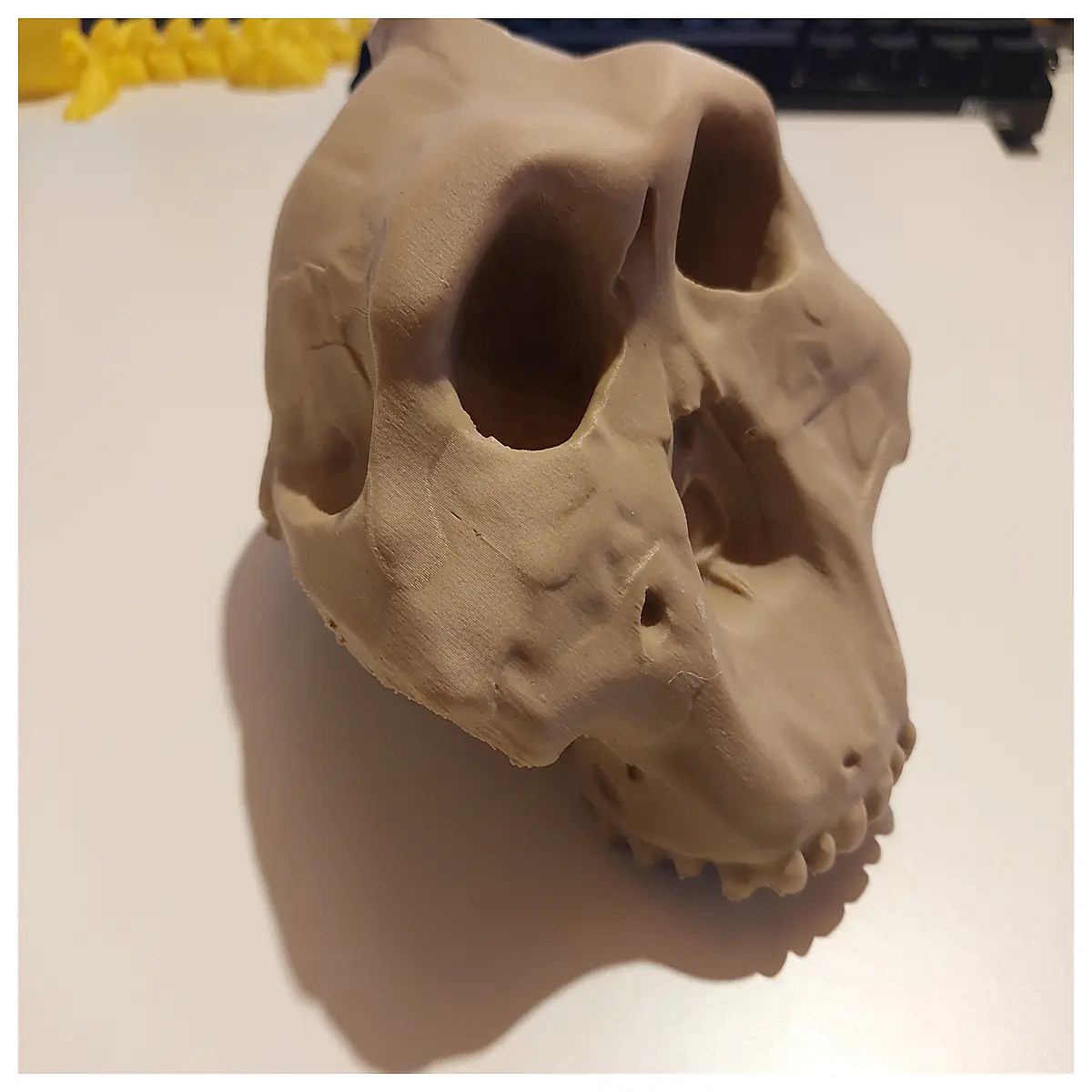paranthropus boisei fossils robust australopithecine skull prehistoric hominid anatomy study