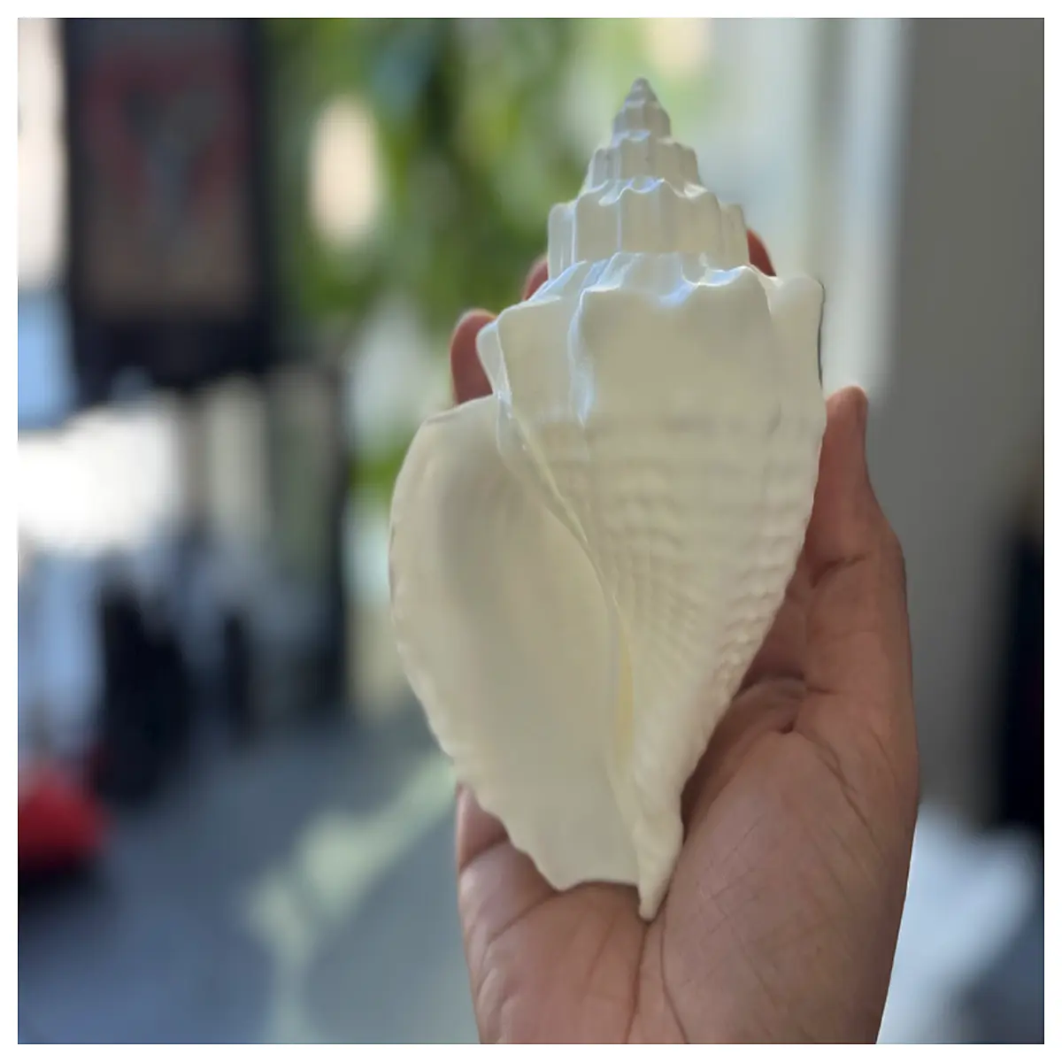 Detailed Conch Shell Decoration Large Shell Model Ocean Theme Ornament Home Decor Aquarium Landscape