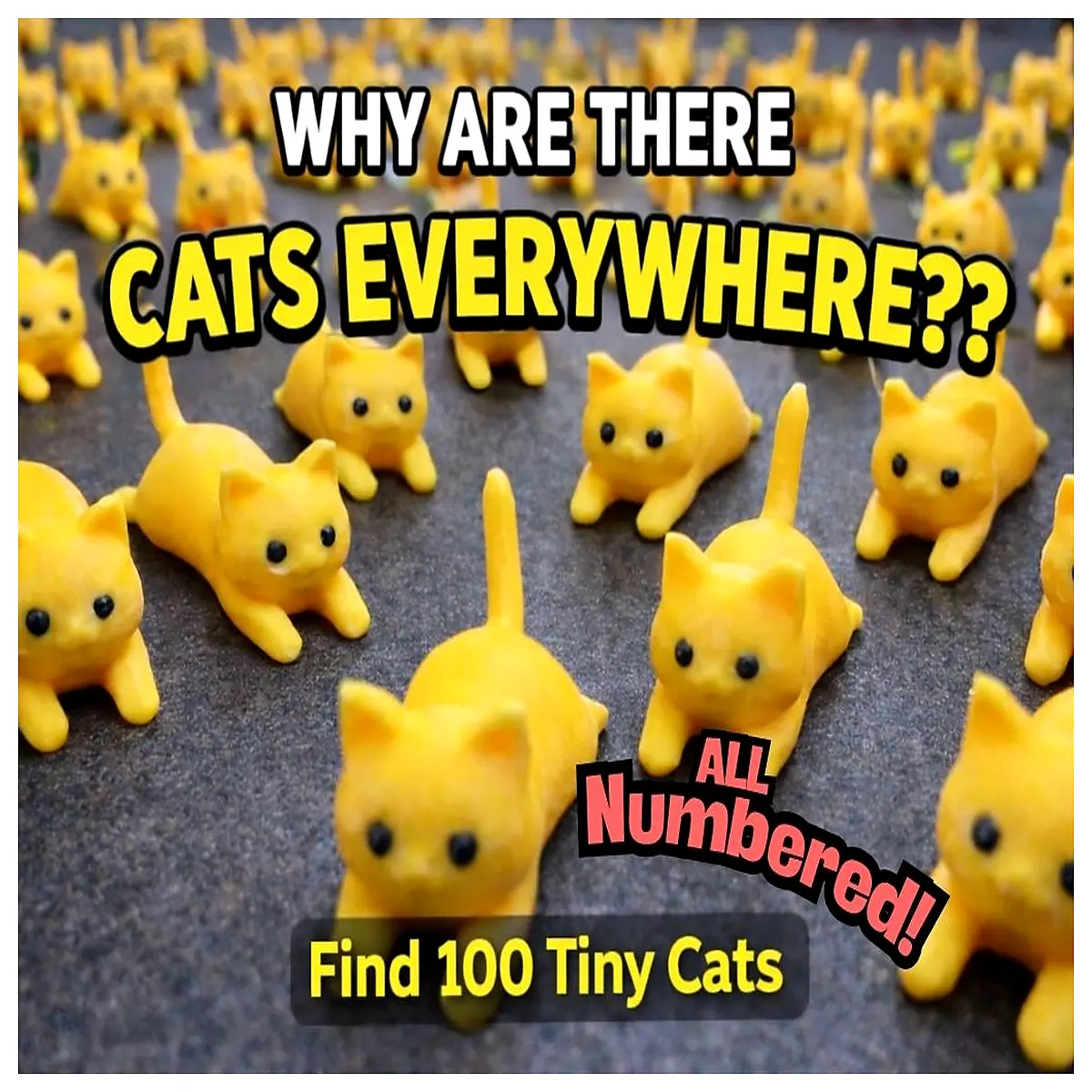 Find Kittens Pet Adoption Young Cats Breeding Lively Cute Adopt Kitten Pet