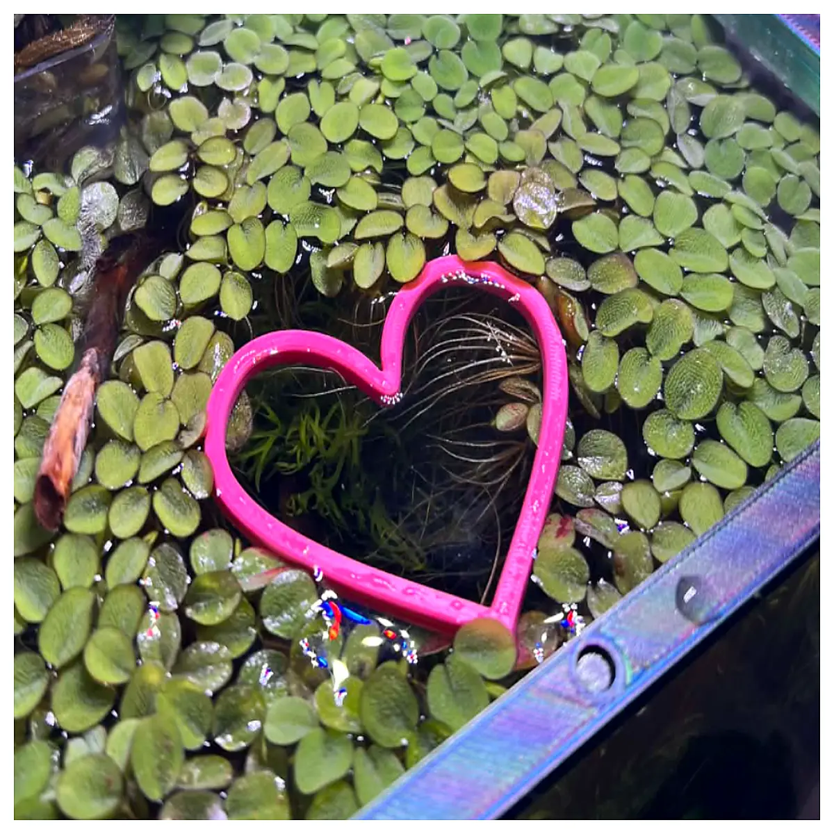 Shaped Fish Feeder Automatic Fish Food Dispenser Pet Fish Feeding Timer Control Fish Tank Accessories