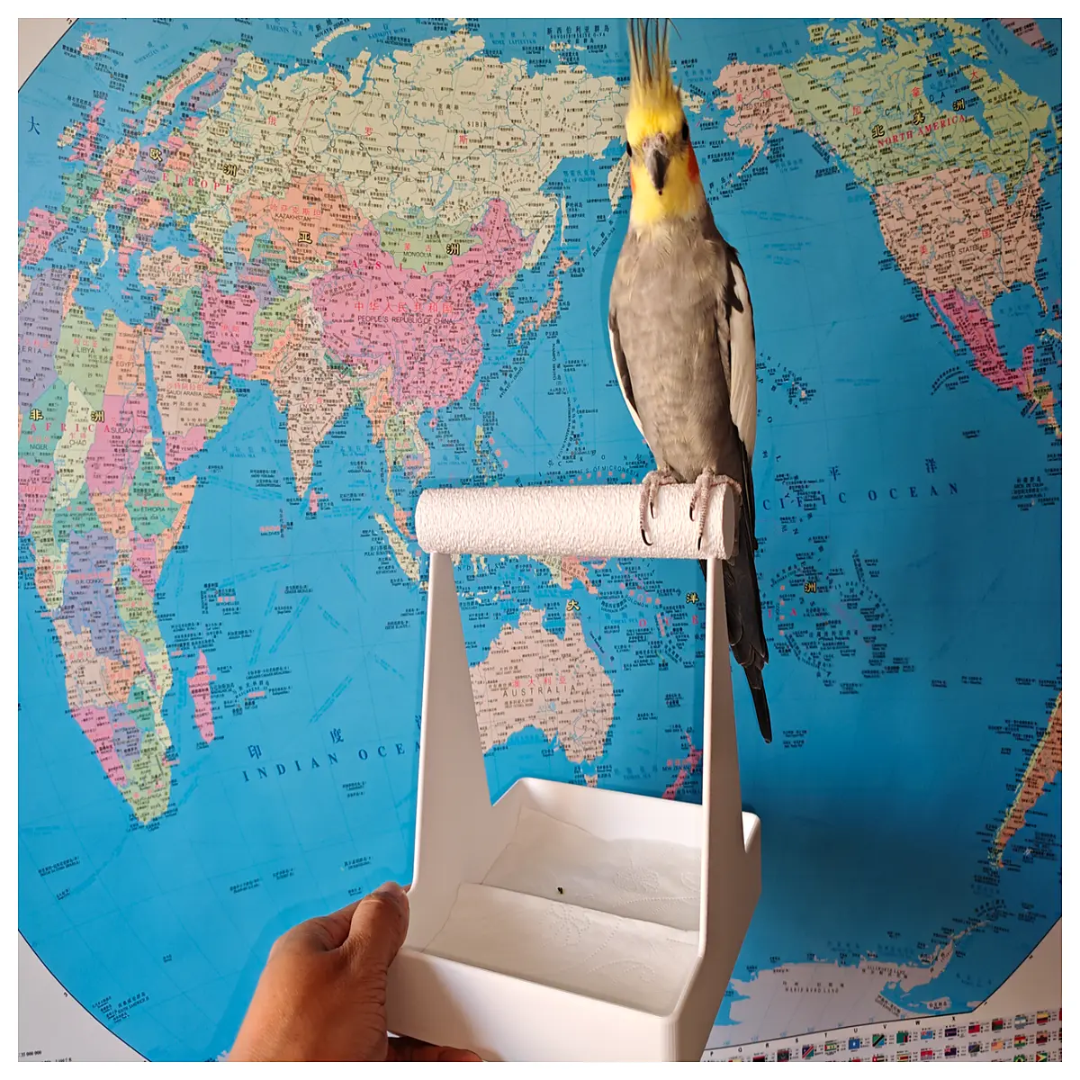 Parrot Stand Climbing Cage Accessories Bird Perch Stand Bird House Supplies Parrot Support System