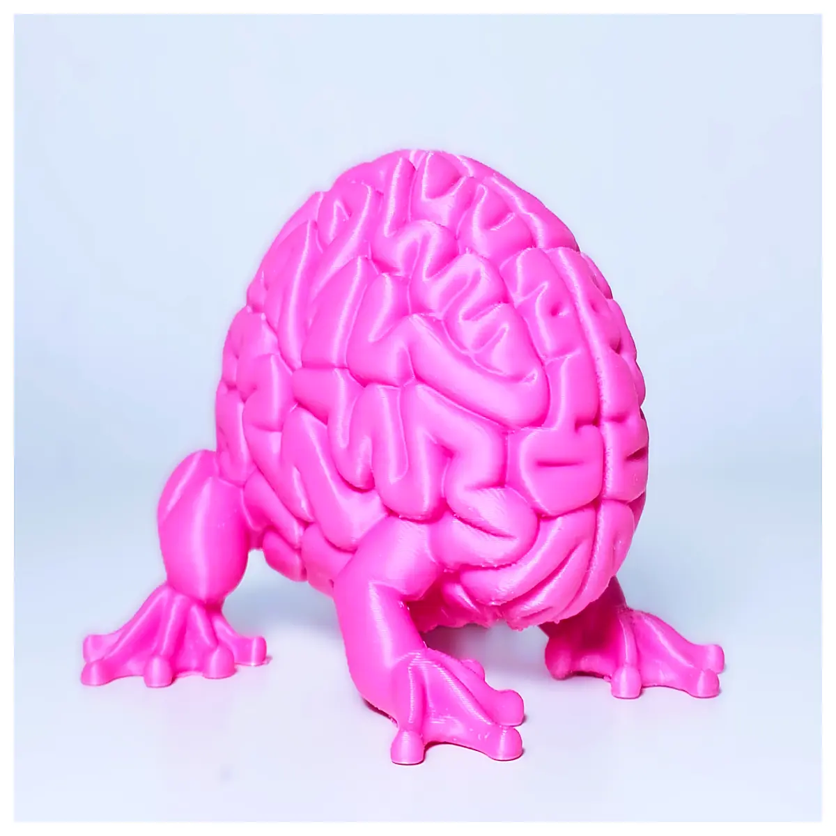 Revised Brain Biology Neuroscience Research Neuroanatomy Experiment Biological Model Animal Brain Model Lab Supplies Educational Model