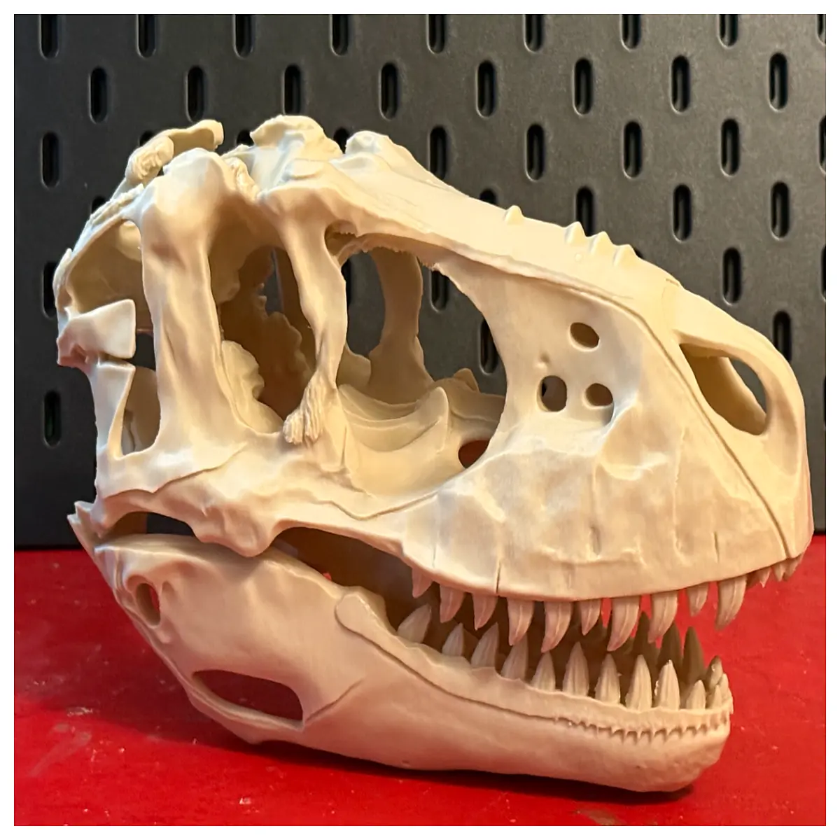 Albert T Rex Skull 250mm Model Dinosaur Skeleton Decoration Toy Paleontology