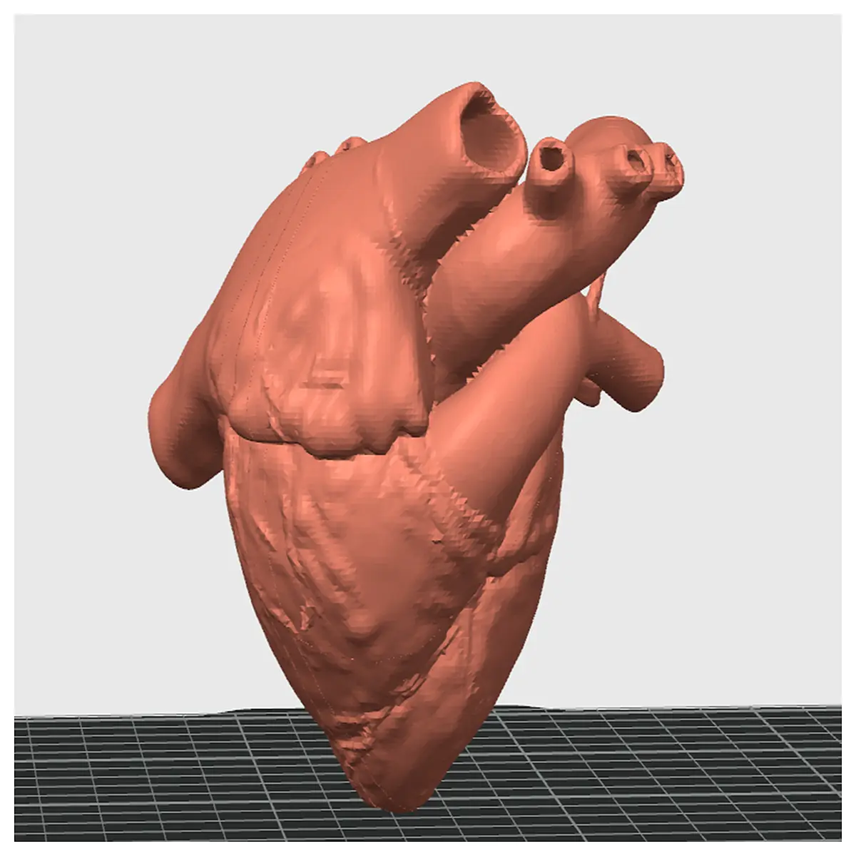 Anatomical Model Precise Human Cardiovascular Model Study Structure Medical Education Lab Model
