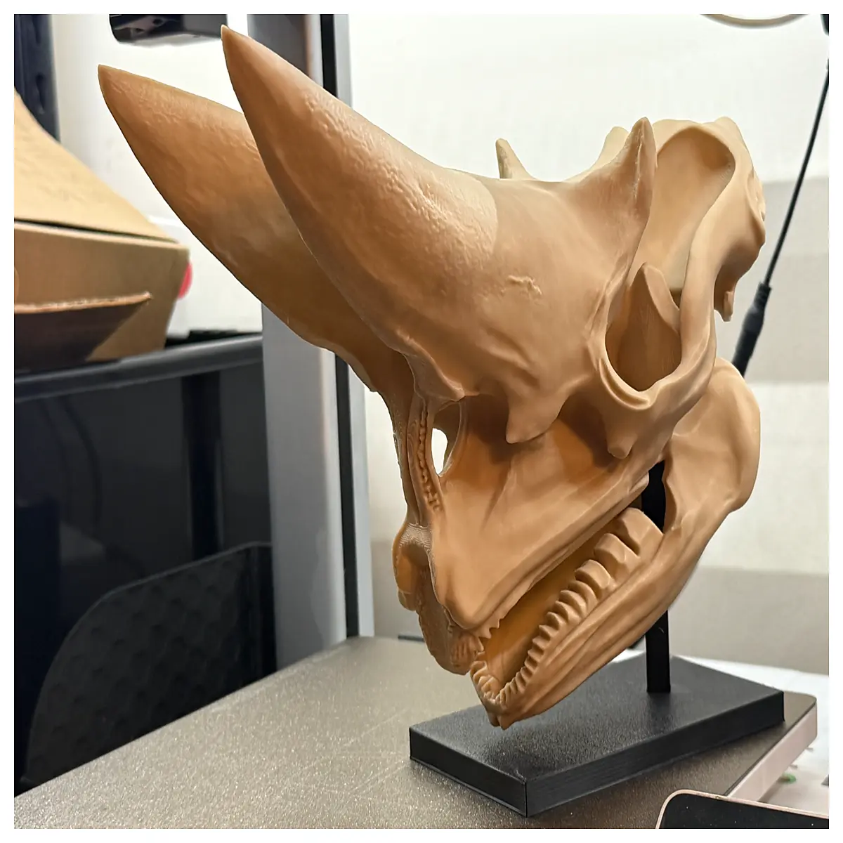 Rhamnosaurus Skull Model Dinosaur Bone Museum Display Accurate Science Education