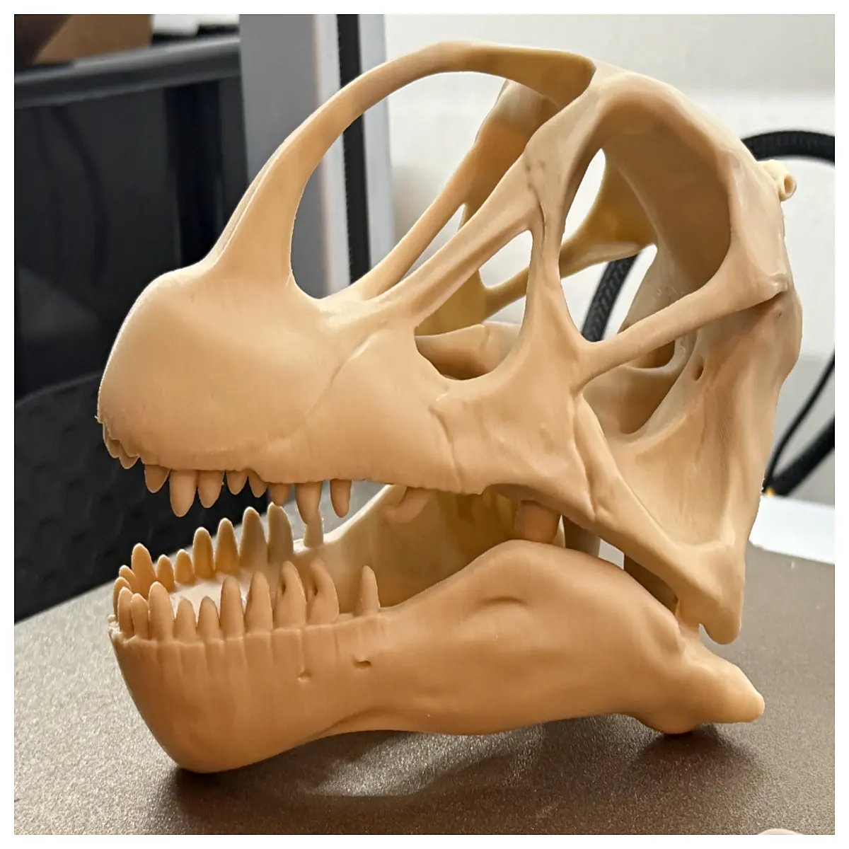 Wrist Dinosaur Skull 180mm Model Dinosaur Bone Decoration Collection