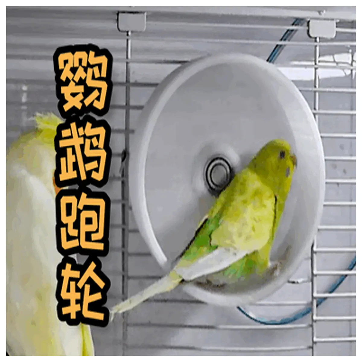 Parrot Running Wheel Exercise Birds Improve Health Enrich Life Bird Wheel Accessories Cage Supplies