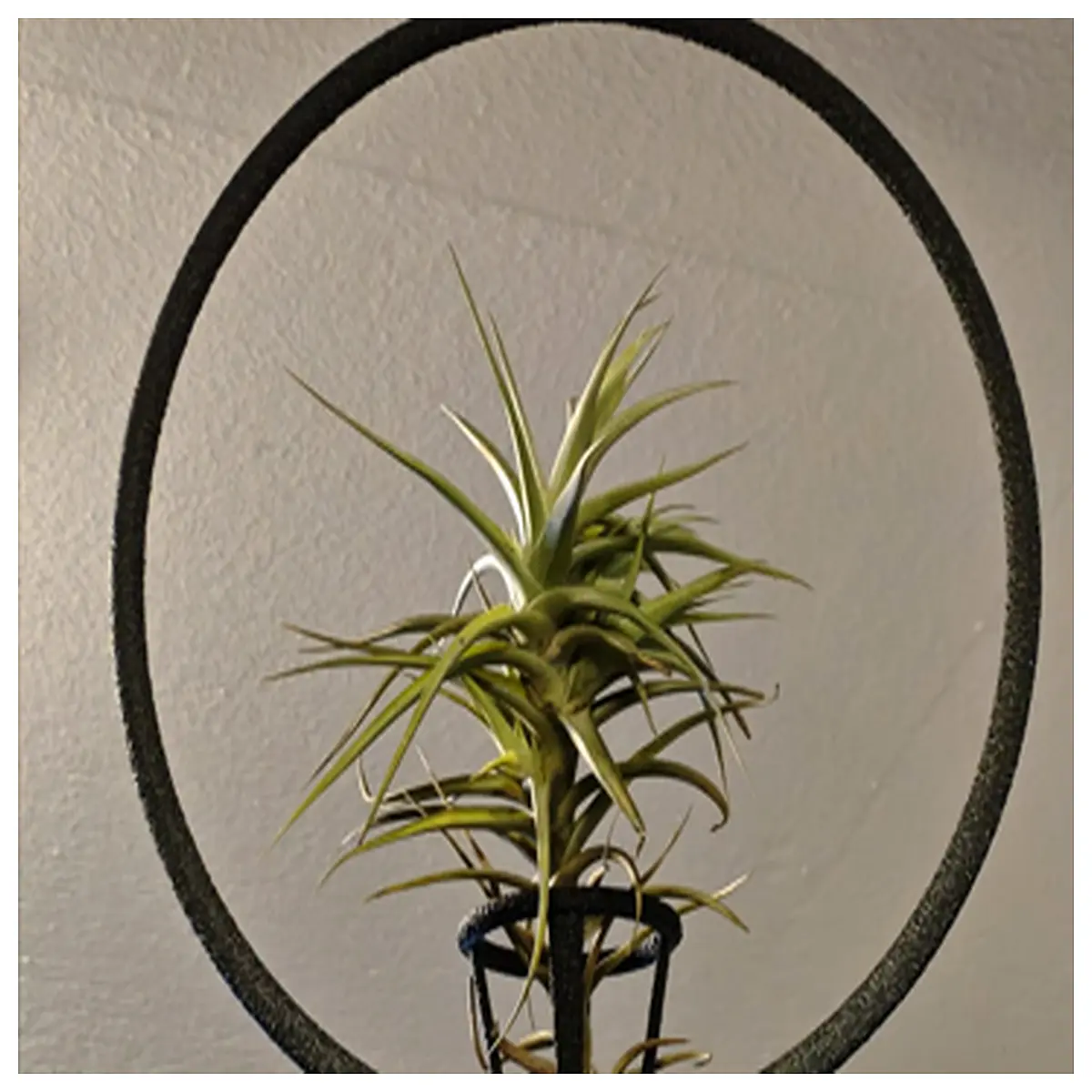 Air Plant Holder Floating Cactus Stand Arched Decorative Support for Indoor Plants Hanging Plant Bracket Creative Home Decor