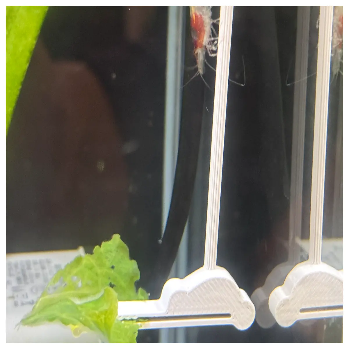 Aquarium Shrimp Feeding Claw Vegetable Holder Shrimp Feeder Clip Hanging Shrimp Feeder Automatic Shrimp Feeding Fish Tank Accessories