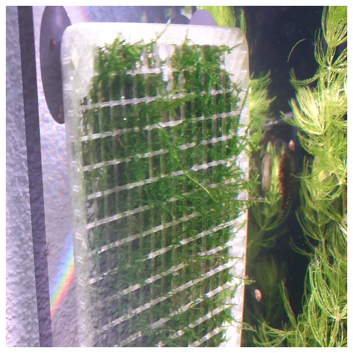 Aquarium Moss Bracket Support Stand Holder for Fish Tank Moss Coral Support Acrylic Glass Easy Installation