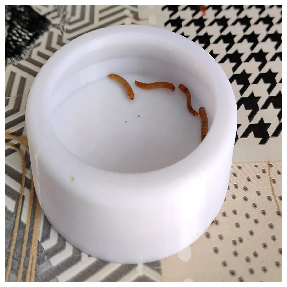 Anti Escape Bread Container Control Kitchen Prevention Sealed Food Storage Cockroach Trap Breadbug Solution