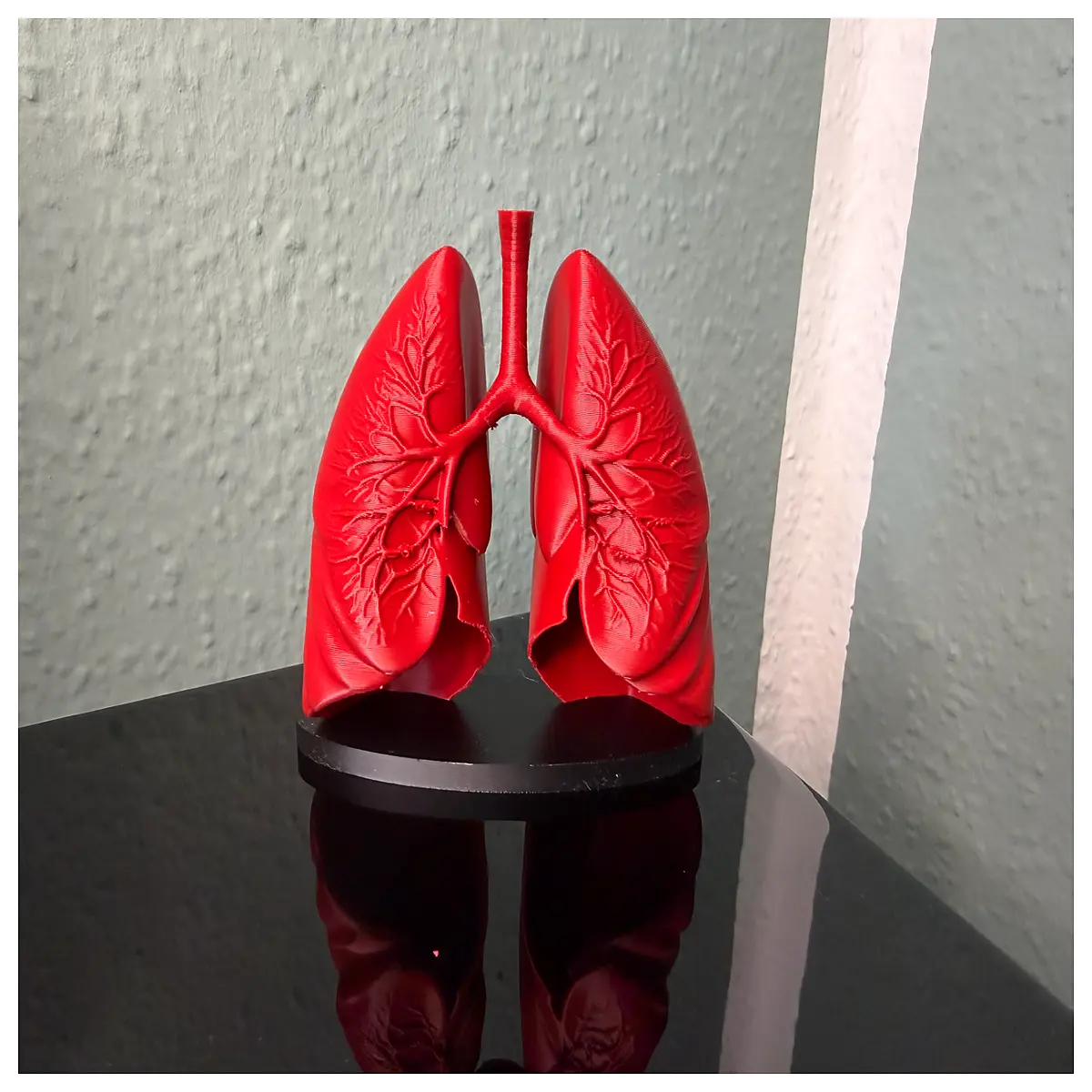 anatomical lung for medical students nursing education surgery training realistic human organ study