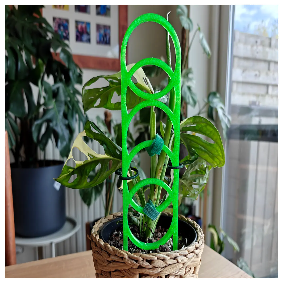 geometric ring plant support stake modern minimalist metal trellis for indoor houseplants climbing vines duty garden decor